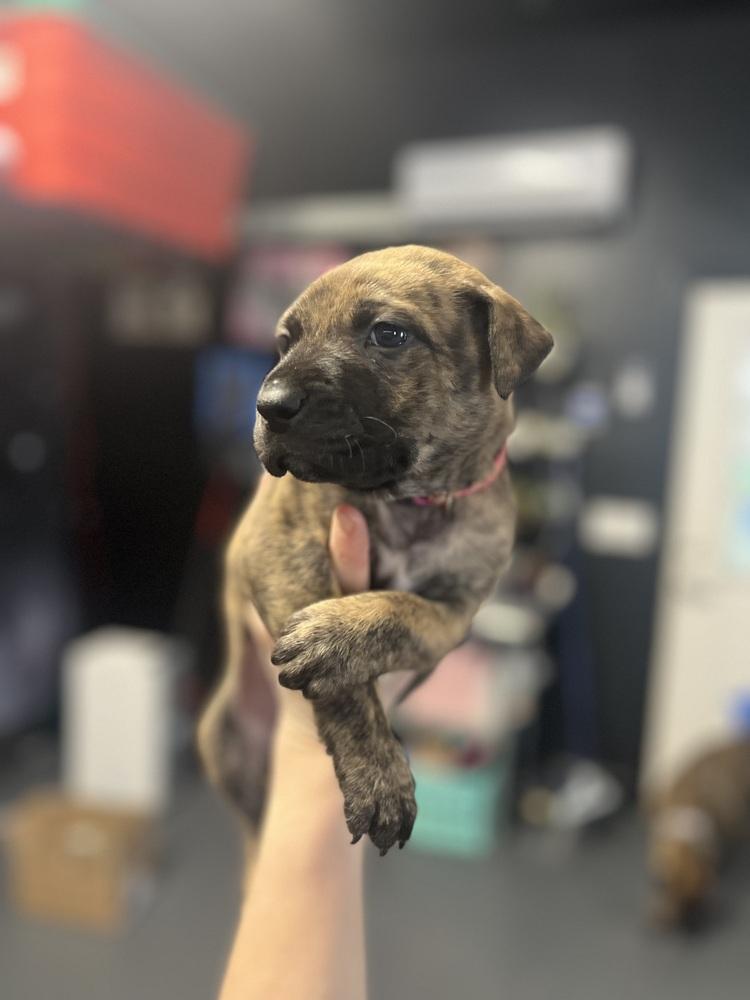 BookTok Fantasy Litter - Vin - Located in NC