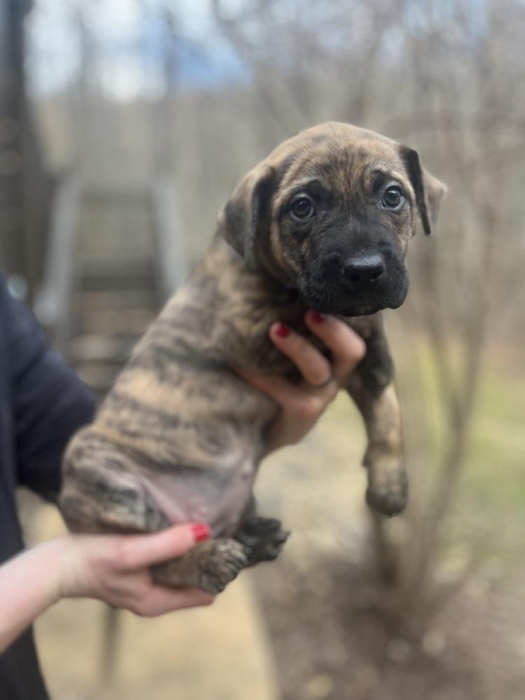 BookTok Fantasy Litter - Vin - Located in NC — thumbnail 3