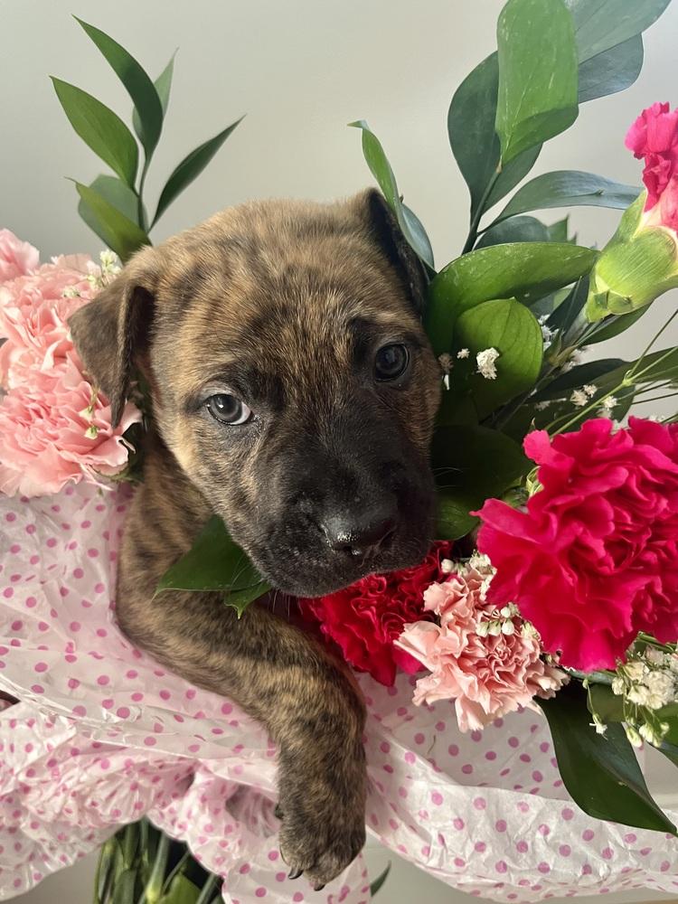 BookTok Fantasy Litter - Vin - Located in NC — thumbnail 5