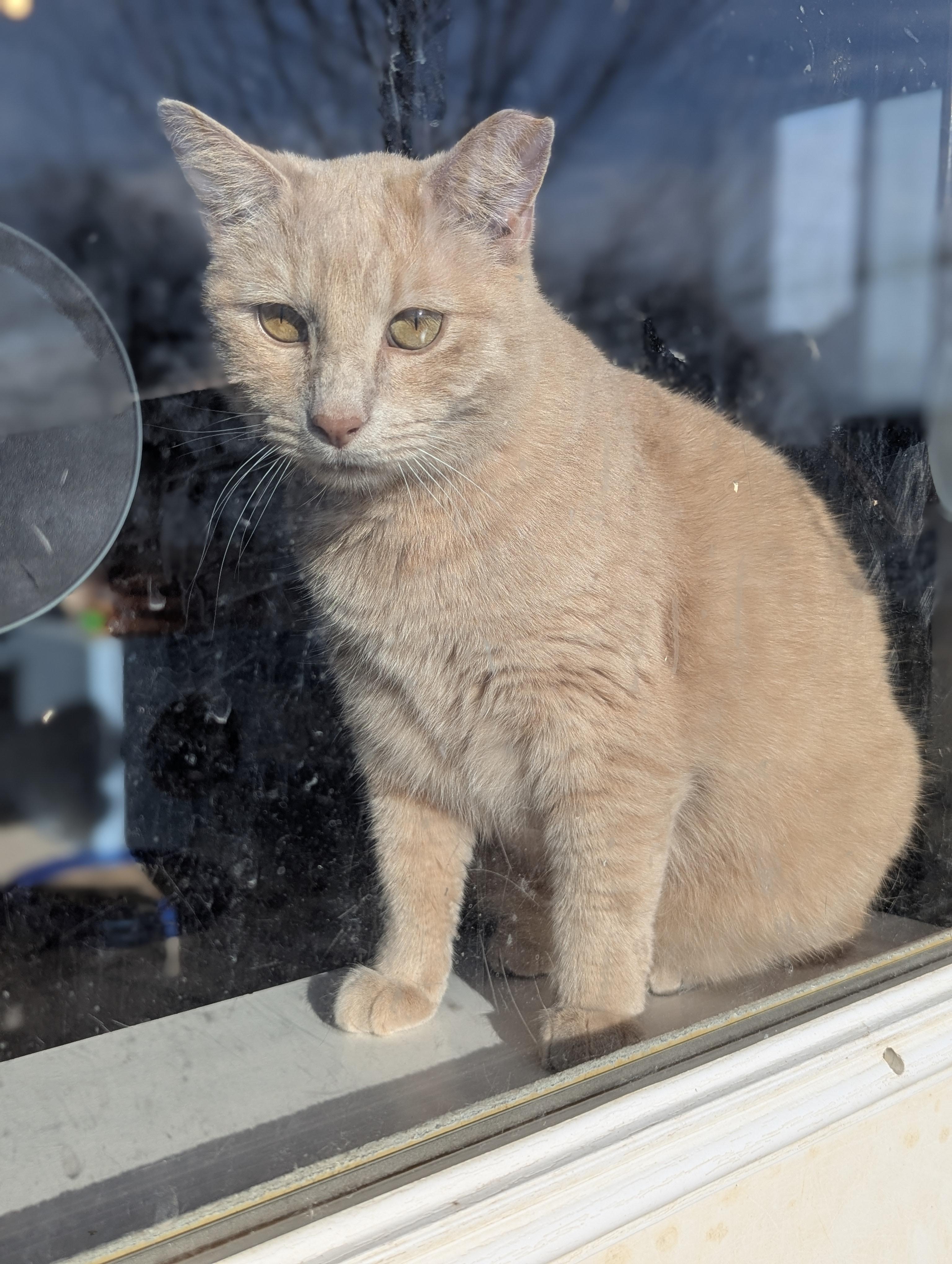 CINNAMON, Adoptable, Adult Male Domestic Short Hair.