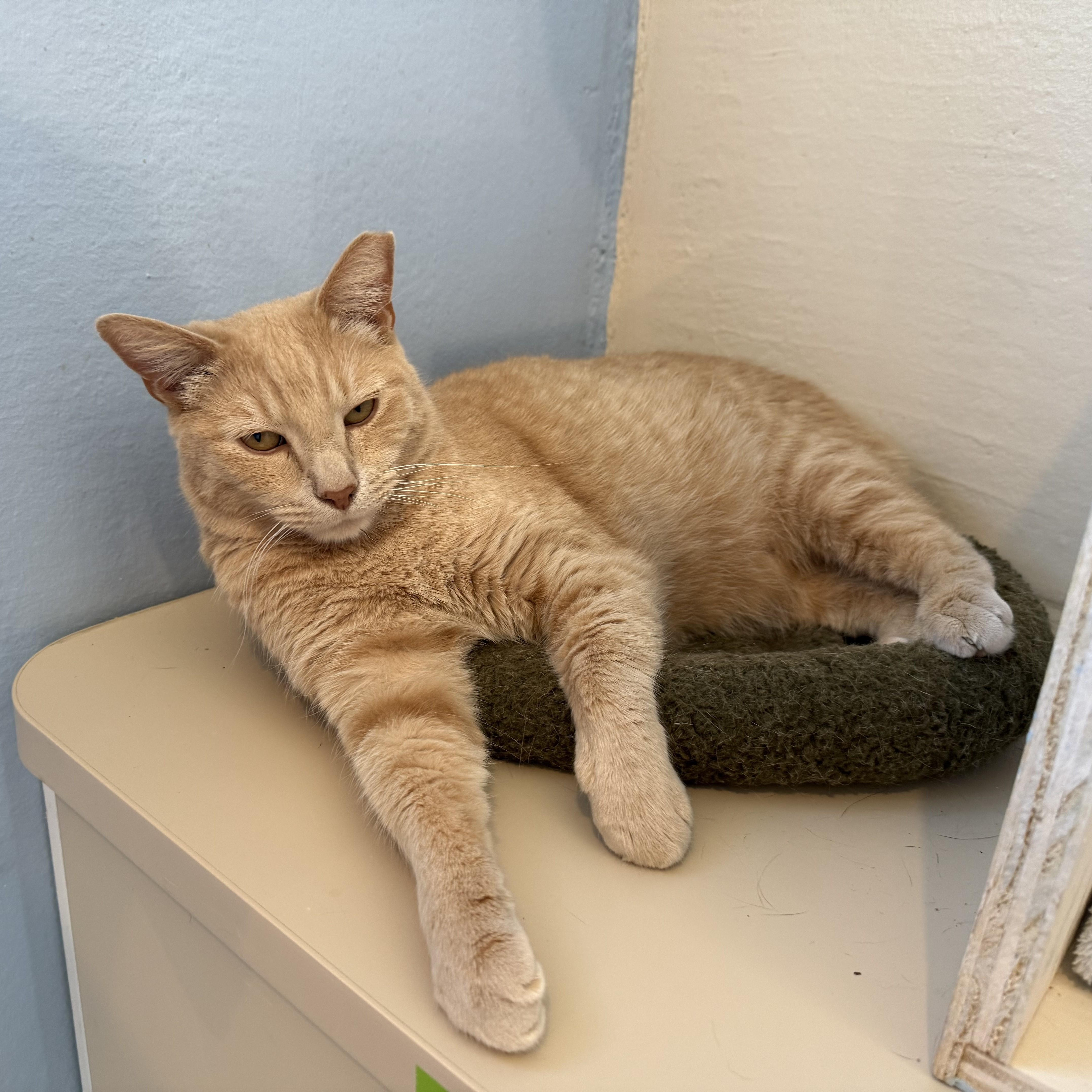 CINNAMON, Adoptable, Adult Male Domestic Short Hair.