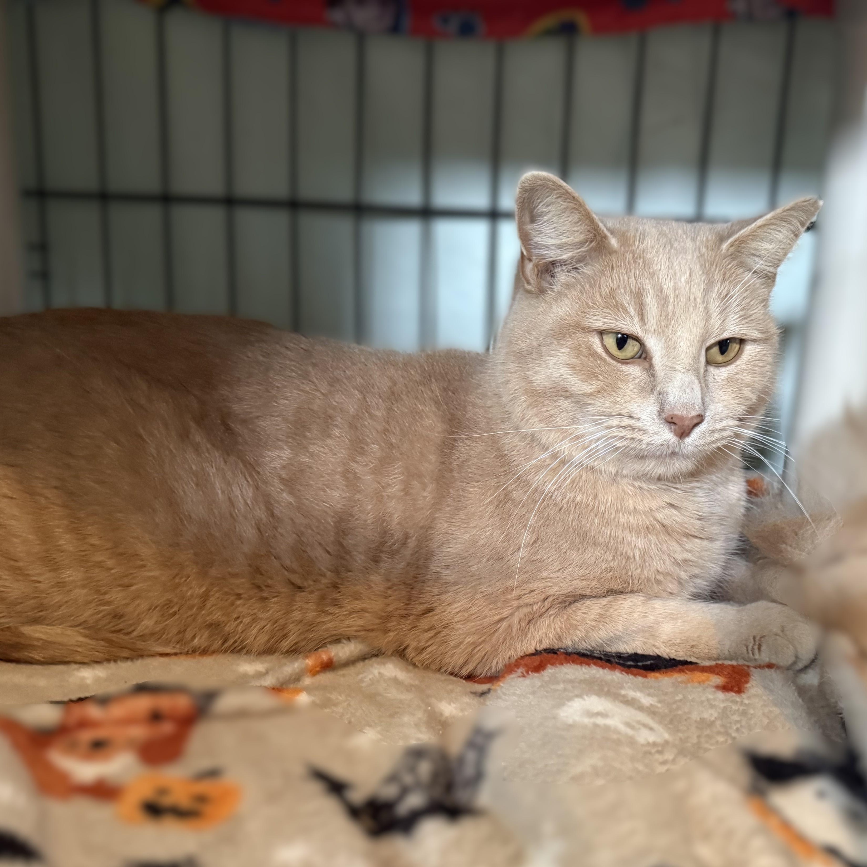 Enlarge CINNAMON, a Adoptable Domestic Short Hair in La Crescent, MN image 4/6