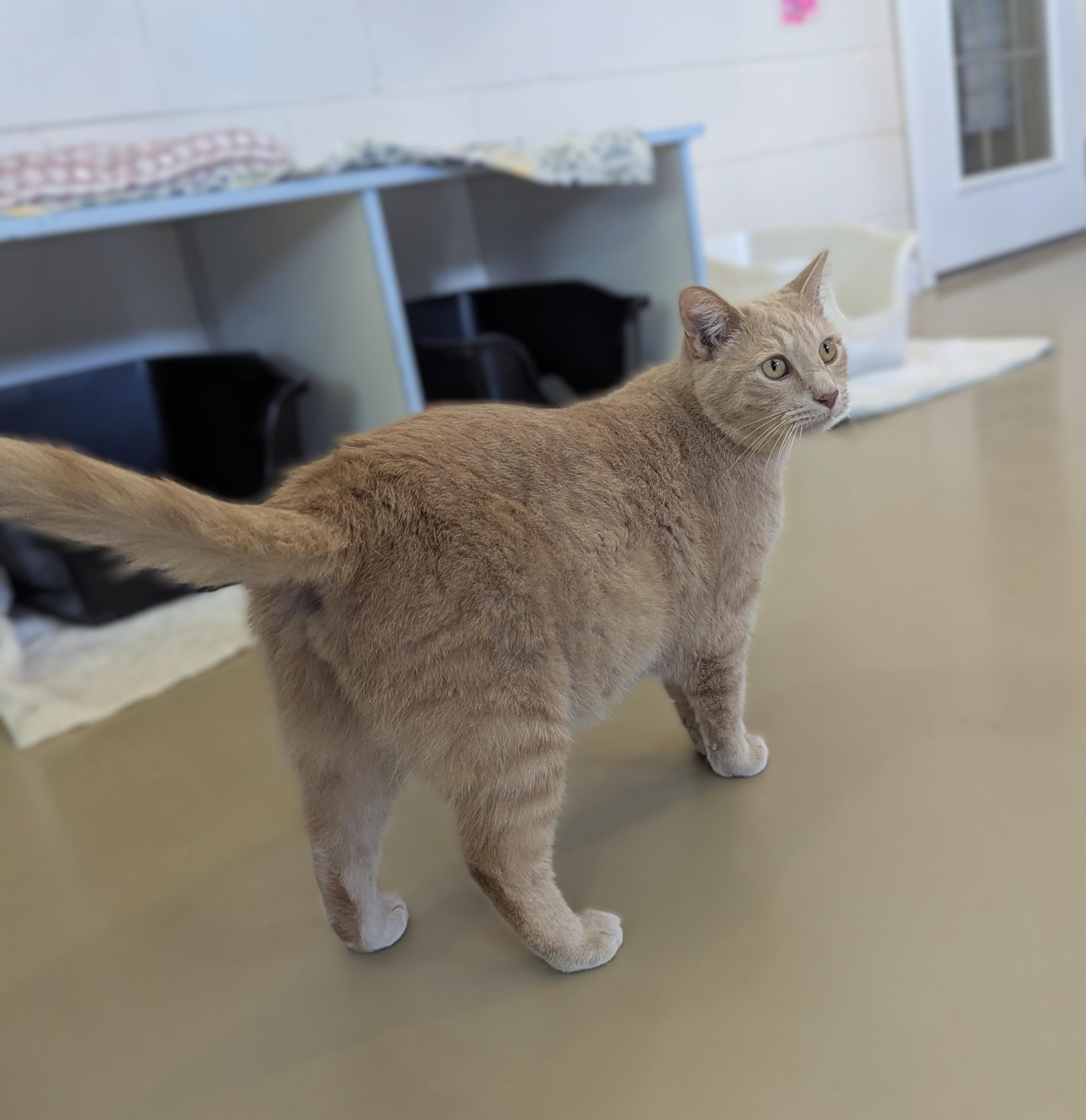 Enlarge CINNAMON, a Adoptable Domestic Short Hair in La Crescent, MN image 5/6