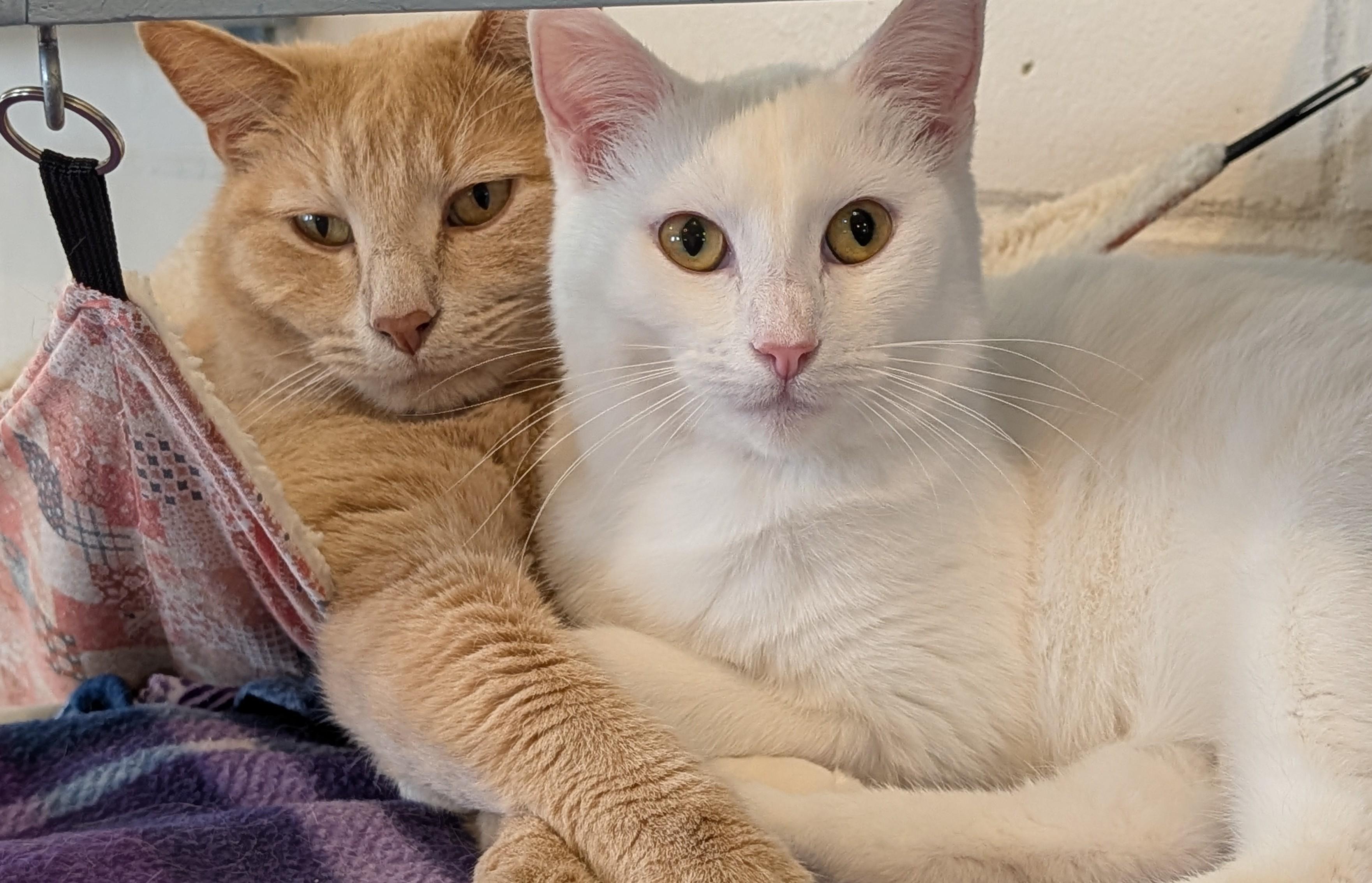 Enlarge CINNAMON, a Adoptable Domestic Short Hair in La Crescent, MN image 3/6