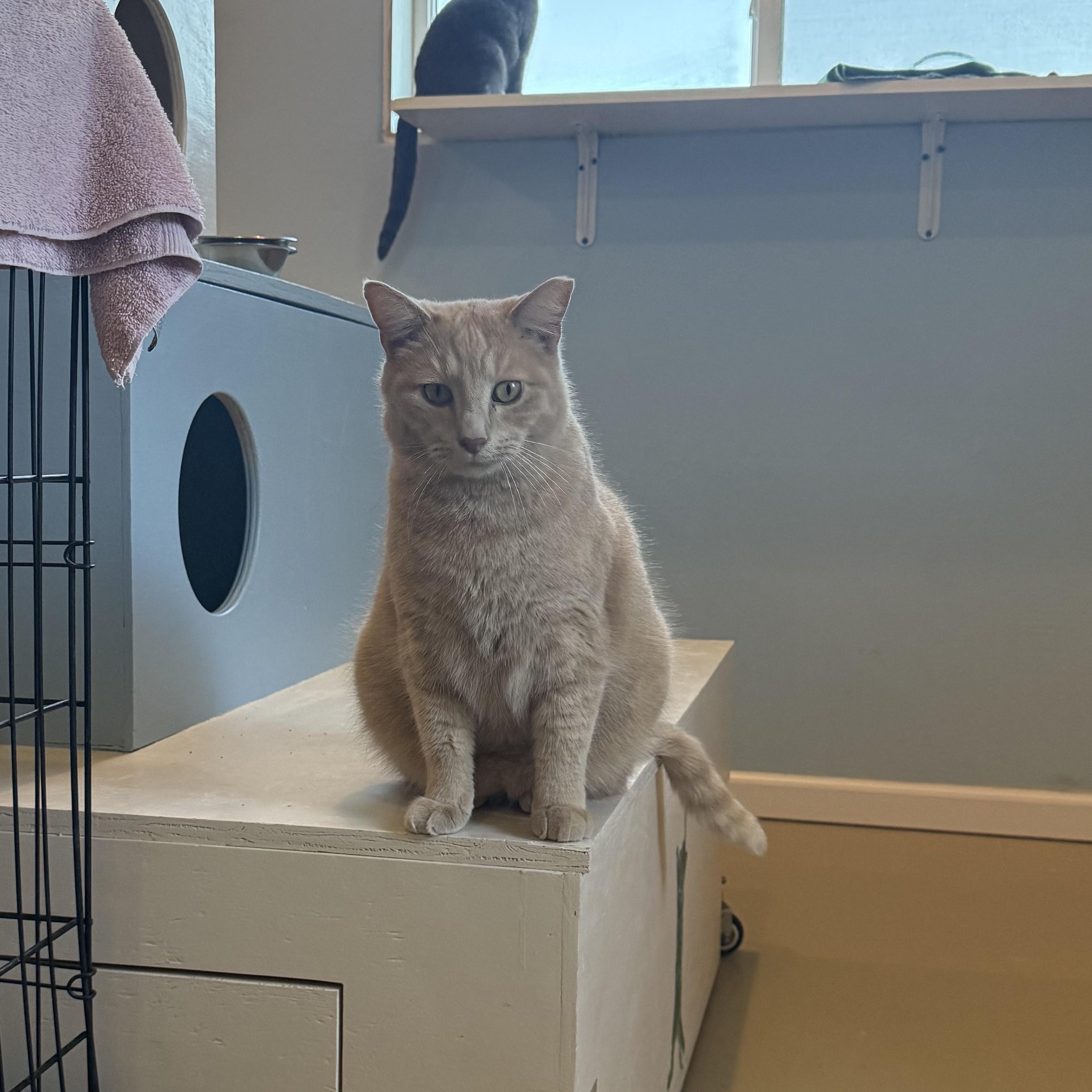 Enlarge CINNAMON, a Adoptable Domestic Short Hair in La Crescent, MN image 2/6
