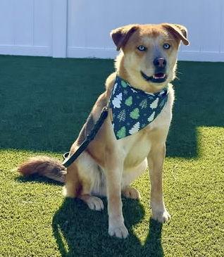 Skylar, Adoptable, Young Male Husky.