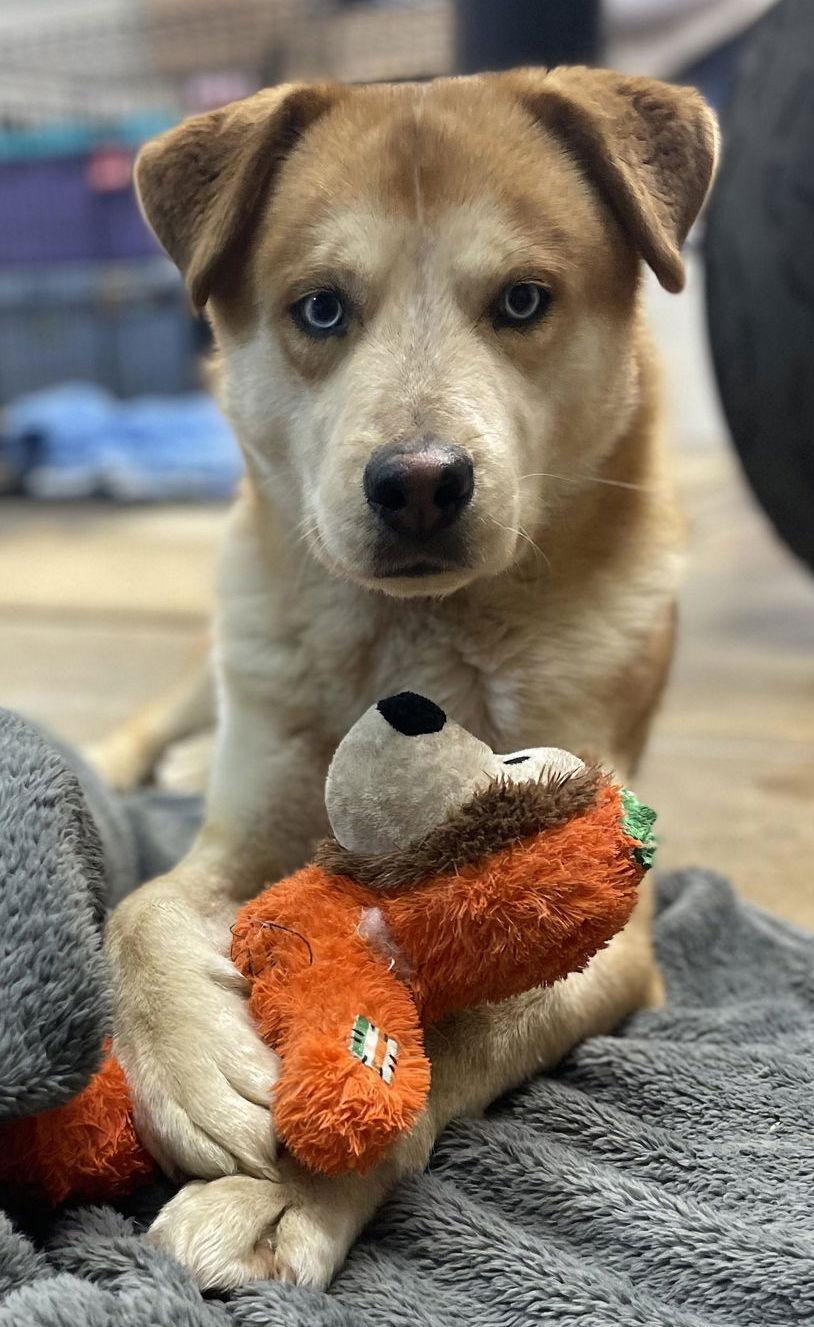 Enlarge Skylar, a Adoptable Husky in Dallas, TX image 2/3