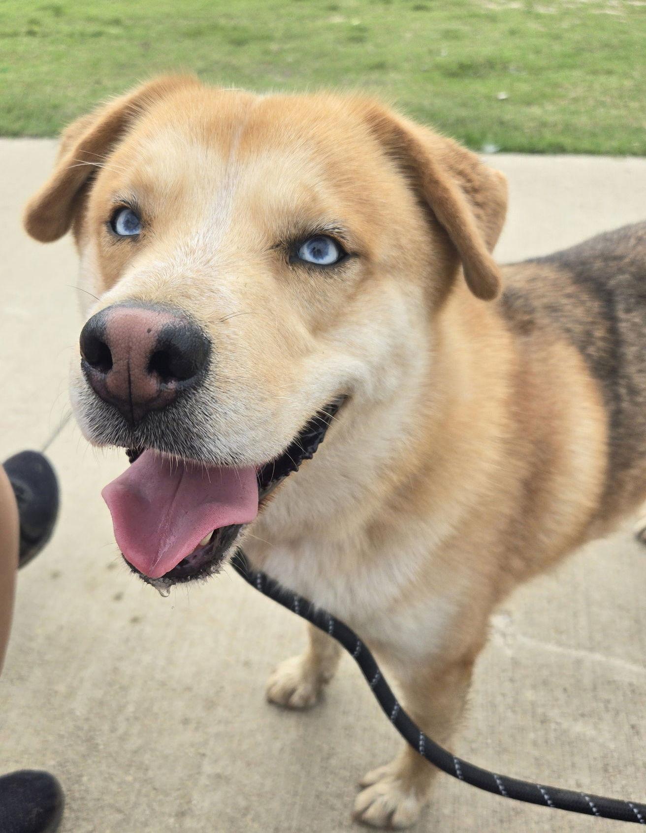 Enlarge Skylar, a Adoptable Husky in Dallas, TX image 3/3