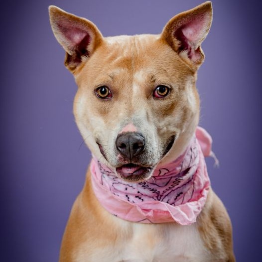 Cara Winn (CONC-A-43), a Adoptable Mixed Breed in Concord, NC image 2/5
