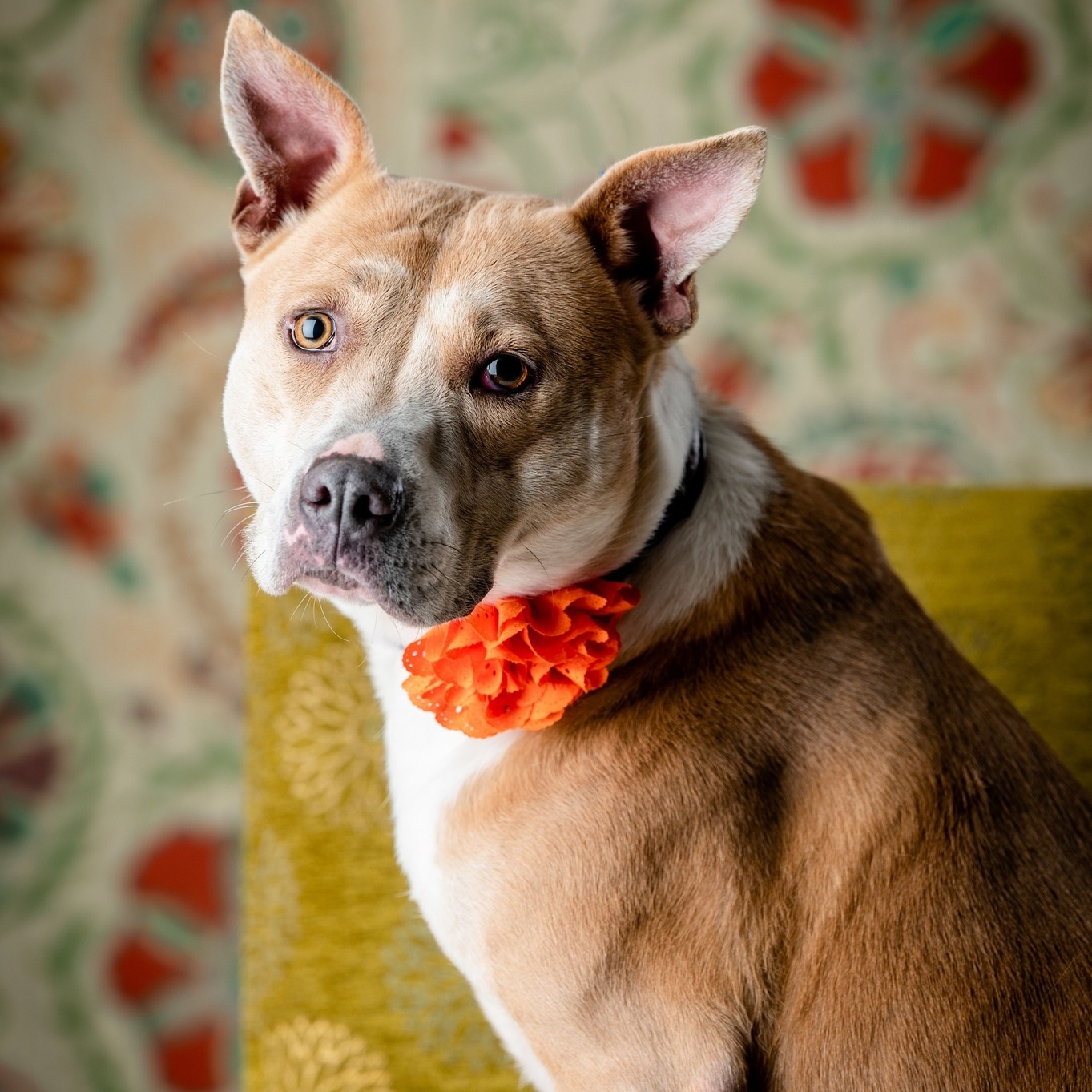 Cara Winn (CONC-A-43), a Adoptable Mixed Breed in Concord, NC image 1/5