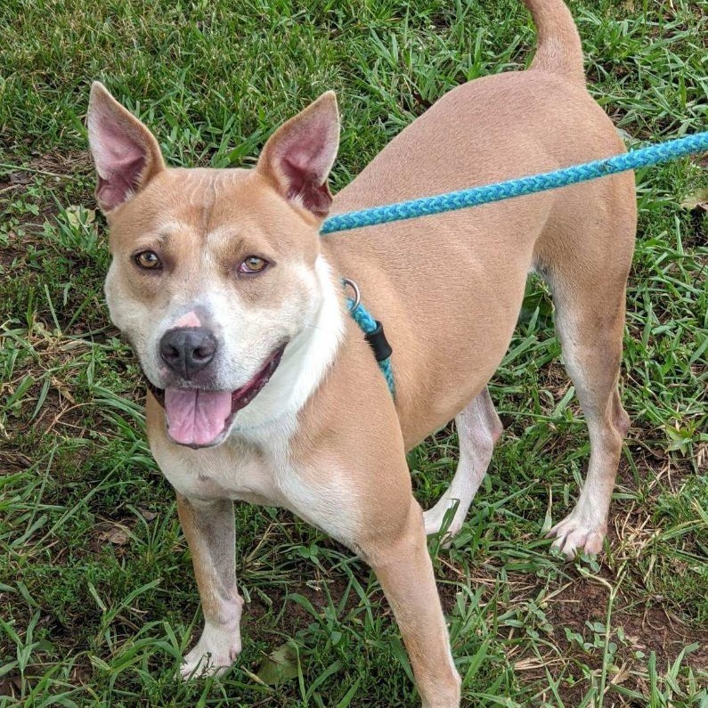 Cara Winn (CONC-A-43), a Adoptable Mixed Breed in Concord, NC image 5/5