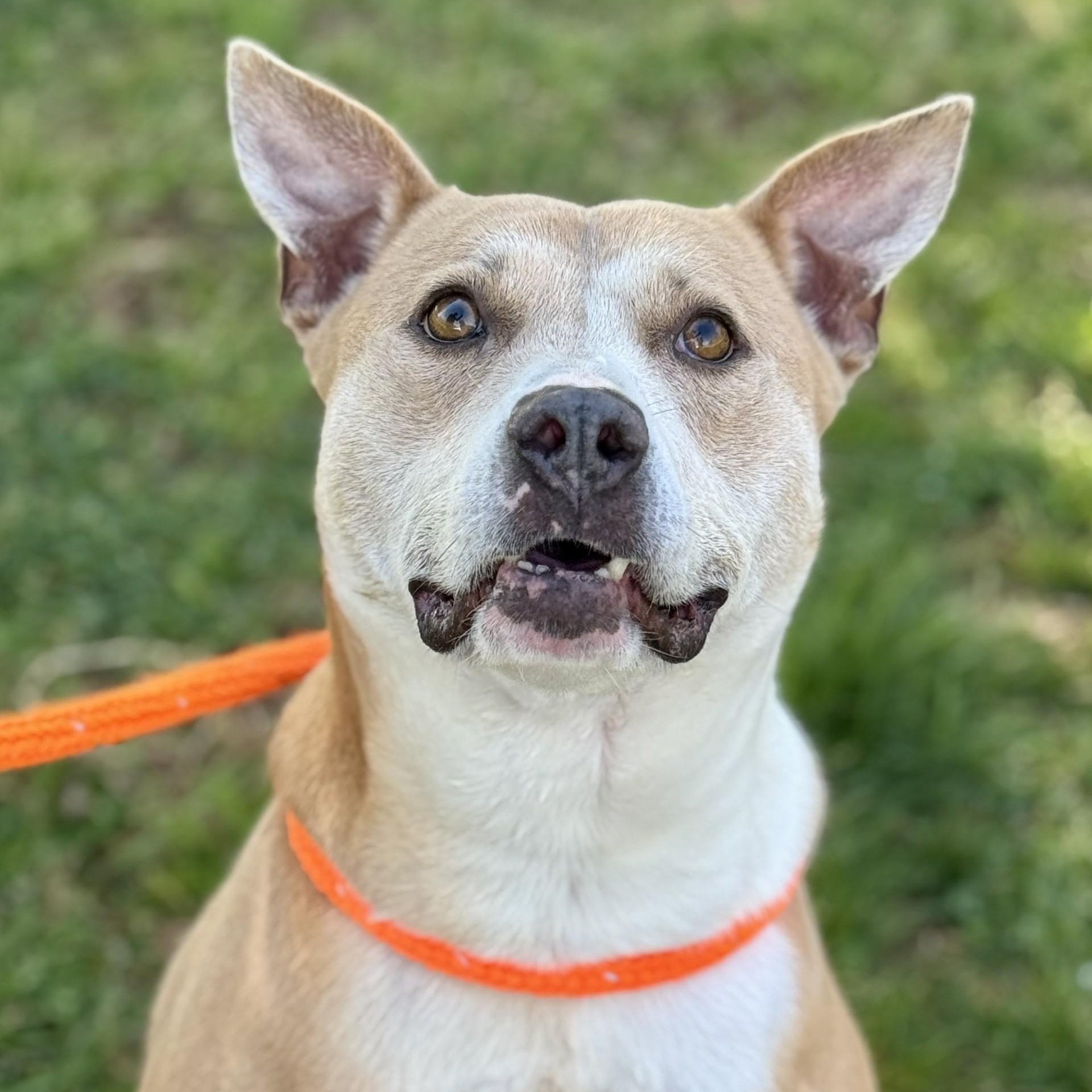 Cara Winn (CONC-A-43), a Adoptable Mixed Breed in Concord, NC image 4/5