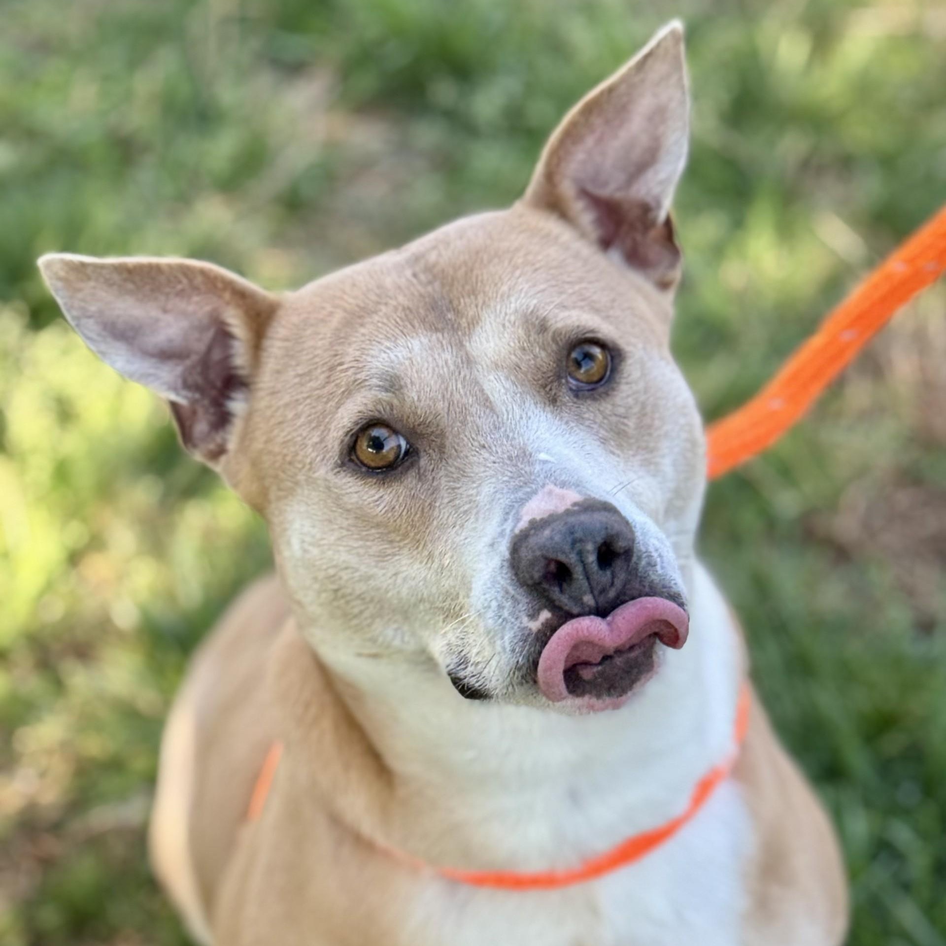 Cara Winn (CONC-A-43), a Adoptable Mixed Breed in Concord, NC image 3/5
