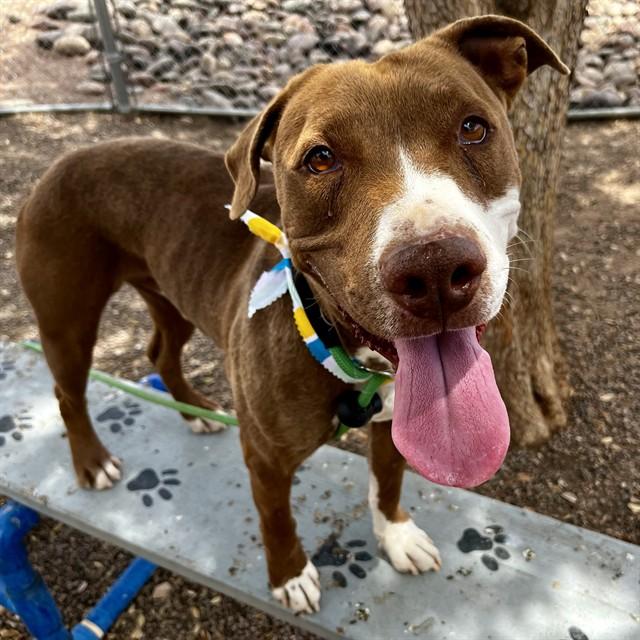 Enlarge CLARENCE, a Adoptable Pit Bull Terrier in Phoenix, AZ image 1/1