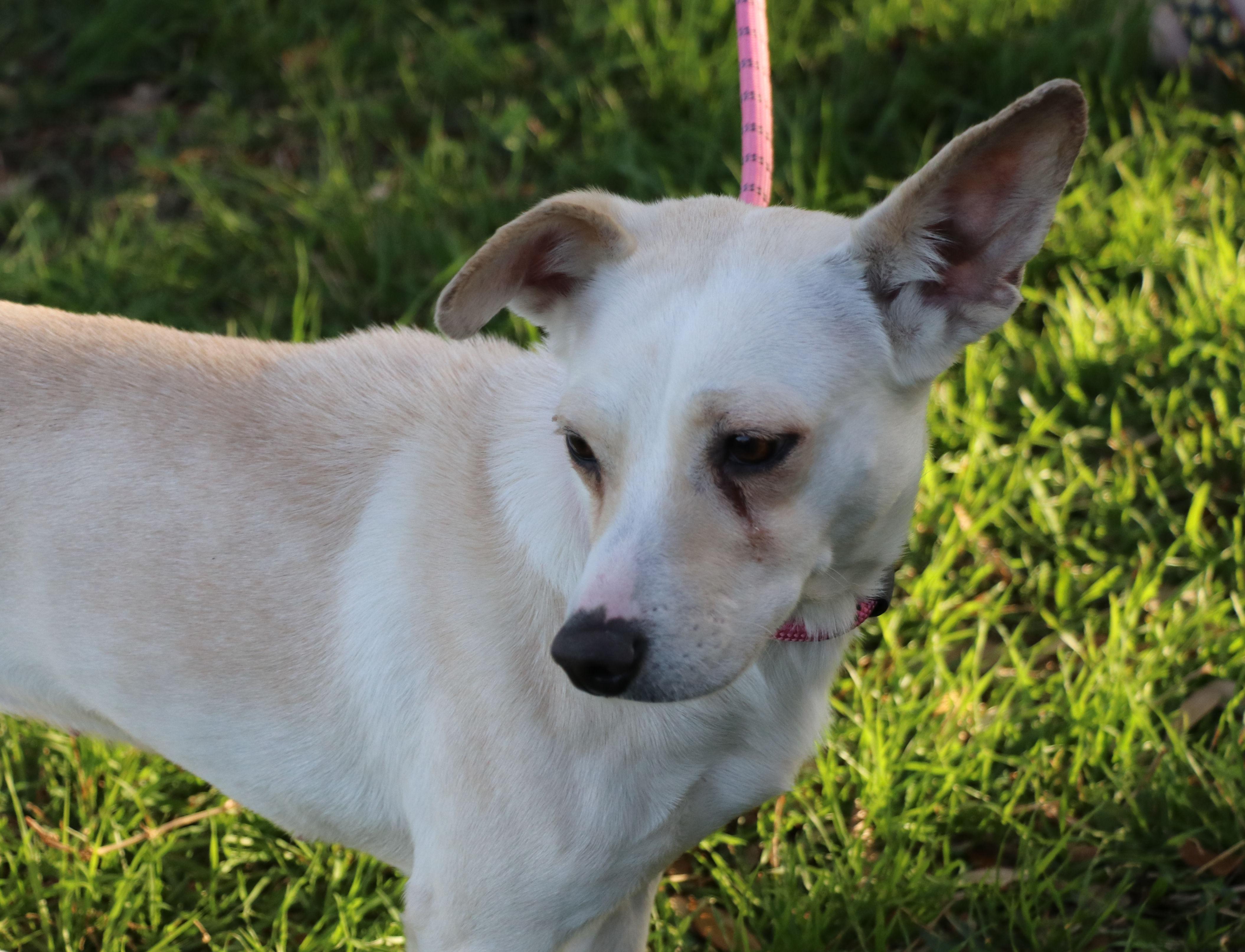 Enlarge Snow Flake, an adopted mixed breed in Pflugerville, TX image 4/5