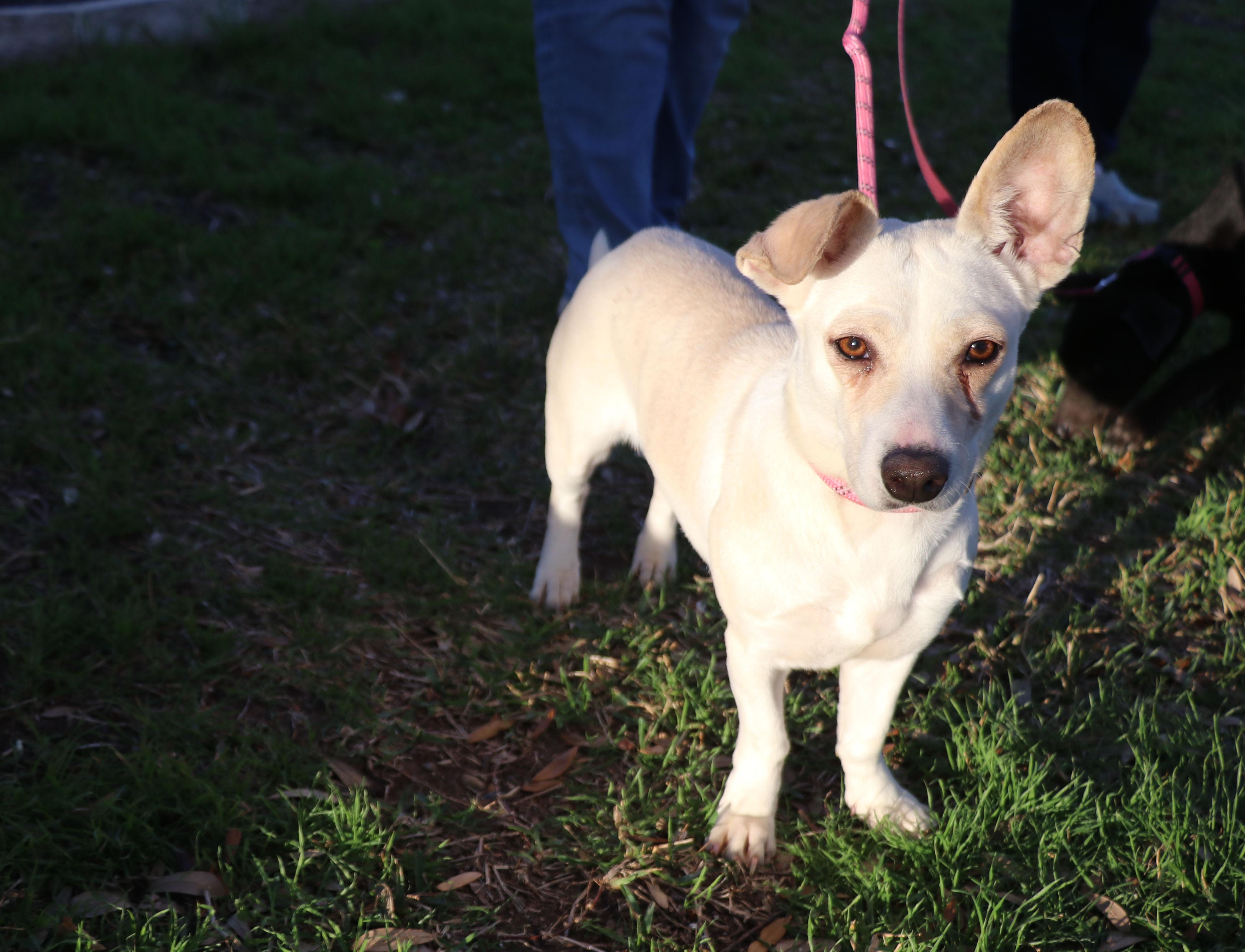 Snow Flake, adopted, Puppy Female Terrier & Chihuahua.