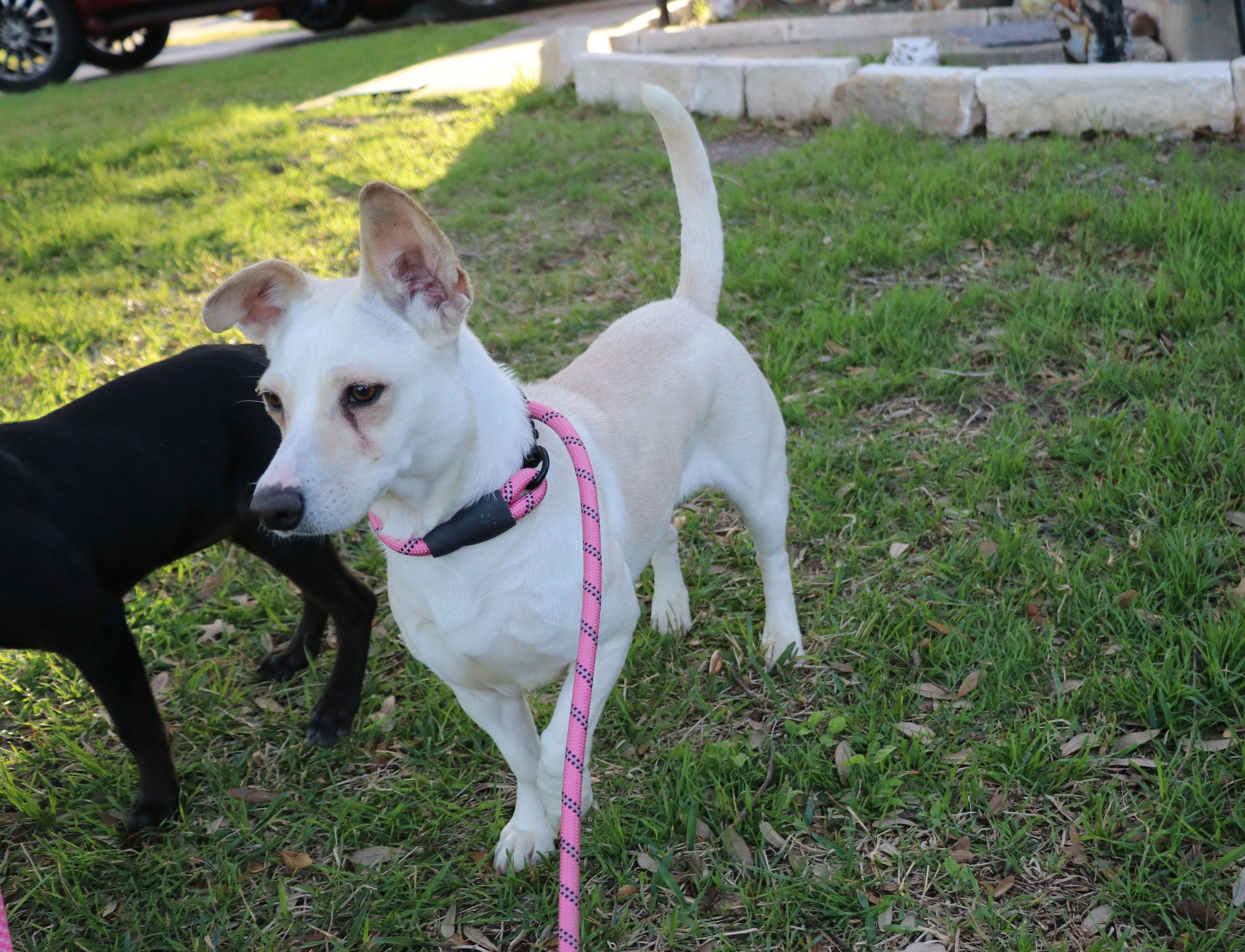 Enlarge Snow Flake, an adopted mixed breed in Pflugerville, TX image 3/5