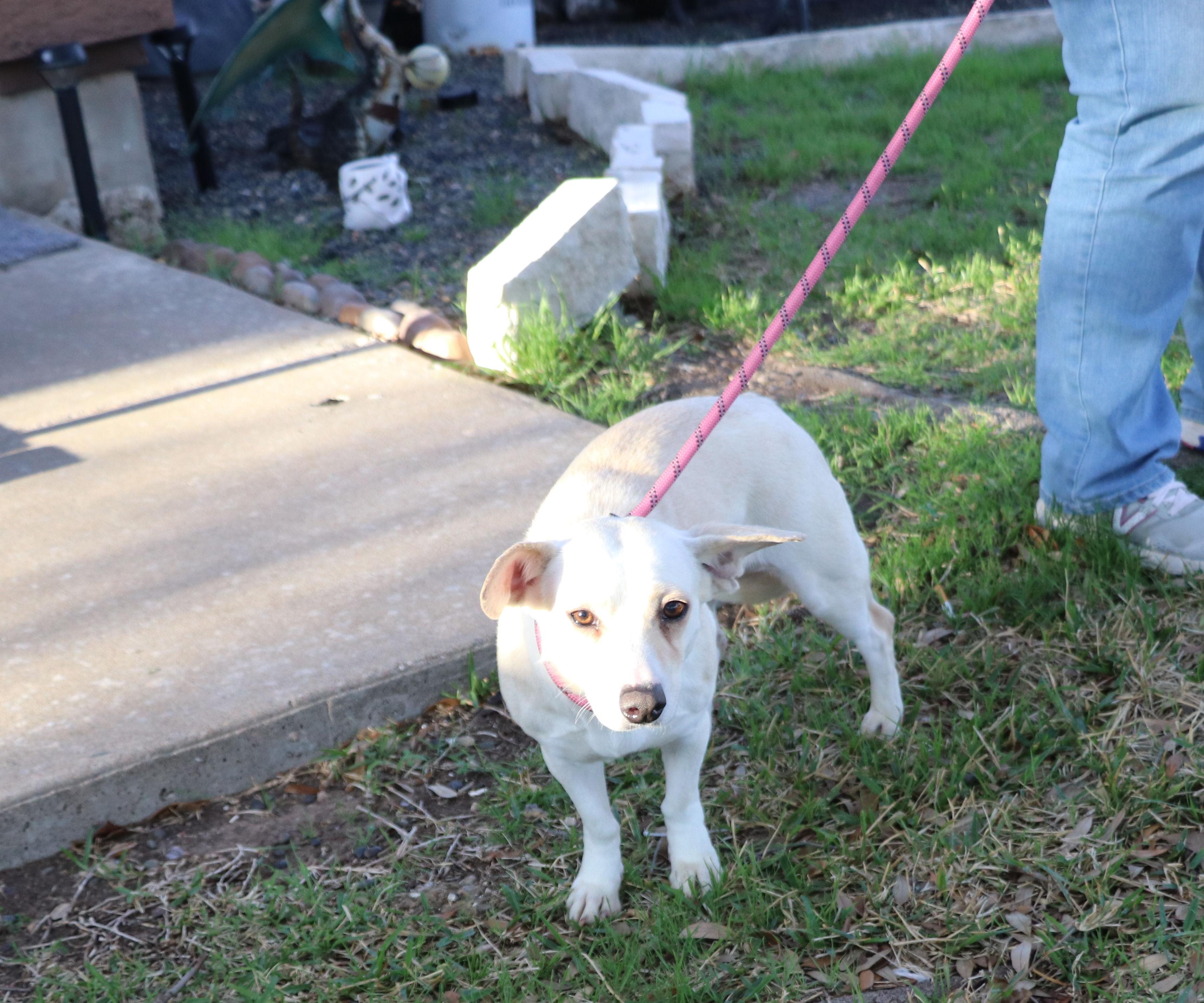 Enlarge Snow Flake, an adopted mixed breed in Pflugerville, TX image 2/5