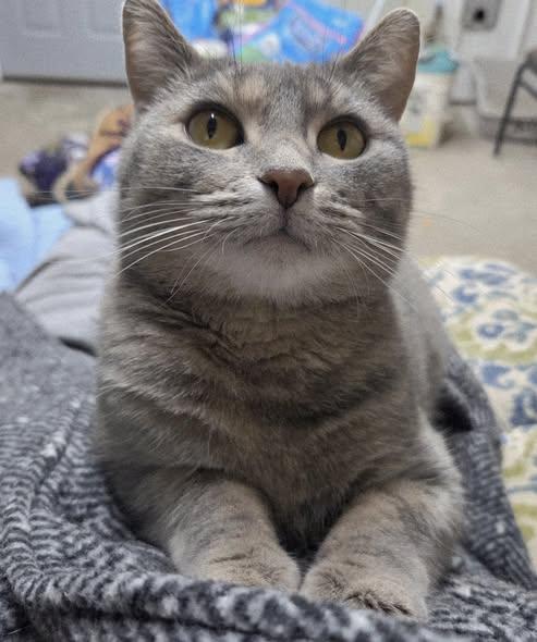 Enlarge Sylvie, a ADOPTABLE mixed breed in Fargo, ND image 2/4