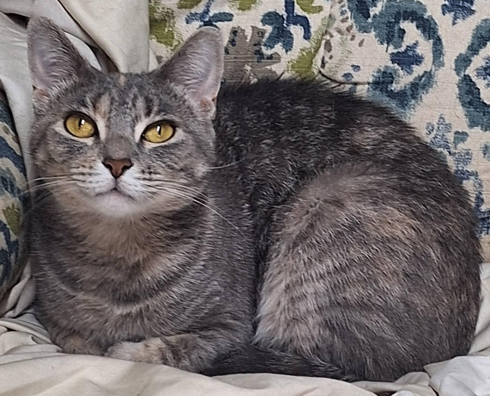 Enlarge Sylvie, a ADOPTABLE mixed breed in Fargo, ND image 4/4