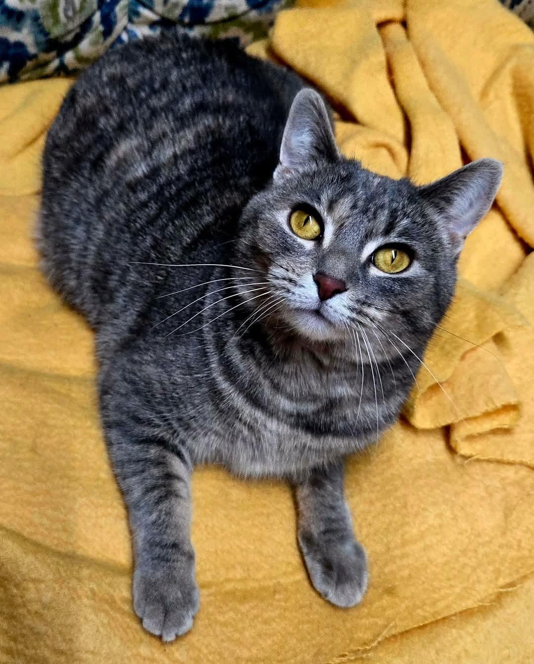 Enlarge Sylvie, a ADOPTABLE mixed breed in Fargo, ND image 2/3