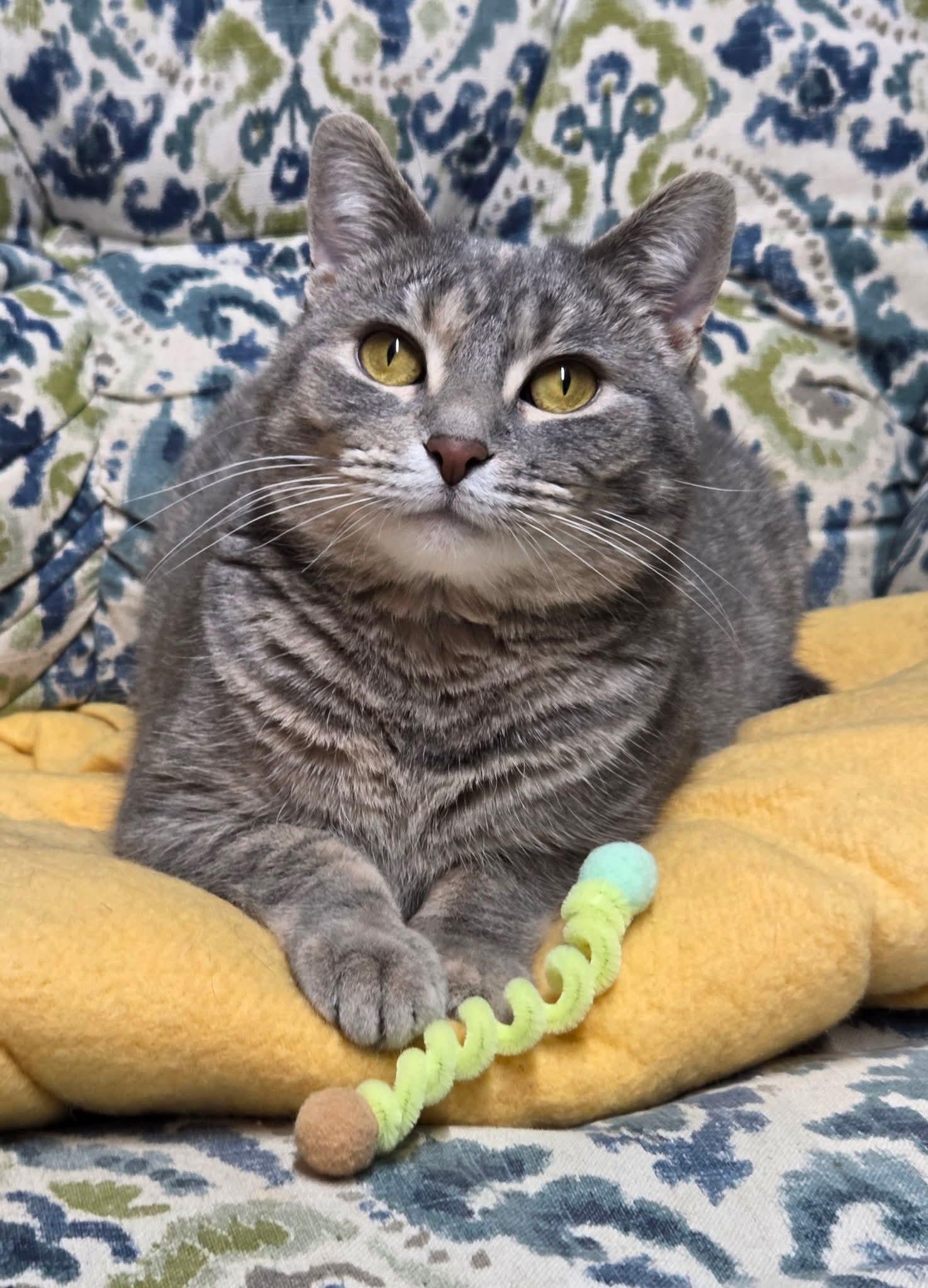 Enlarge Sylvie, a ADOPTABLE mixed breed in Fargo, ND image 1/5