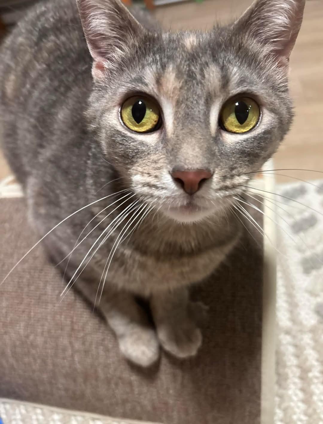 Sylvie - Adoption Pending, ADOPTABLE, Young Female Domestic Short Hair.