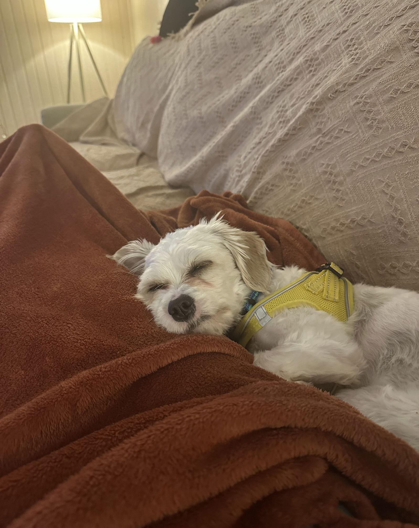 Casper Fairfield, a Adoptable mixed breed in Pataskala, OH image 1/2