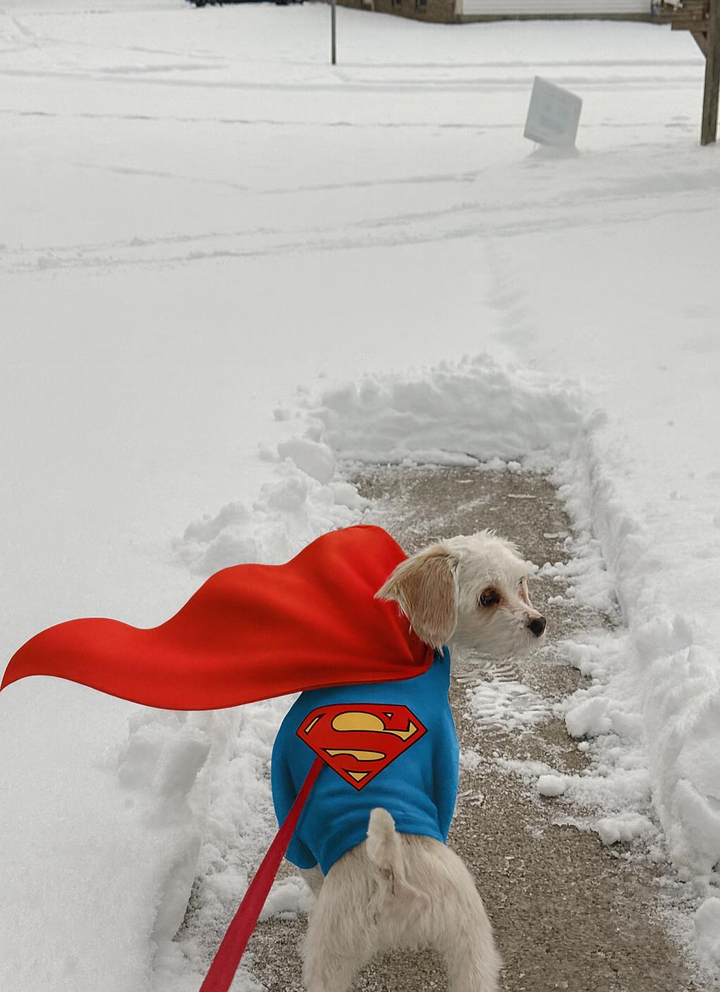 Casper Fairfield, a Adoptable mixed breed in Pataskala, OH image 2/2