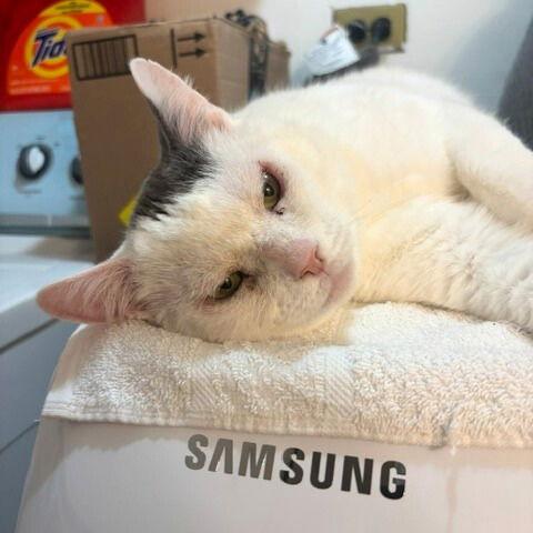 Enlarge Stuffing, a Adoptable Domestic Short Hair in Brooklyn, NY image 1/3