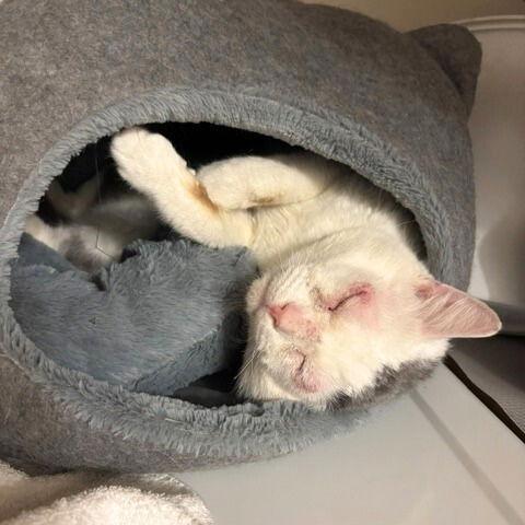 Enlarge Stuffing, a Adoptable Domestic Short Hair in Brooklyn, NY image 2/3
