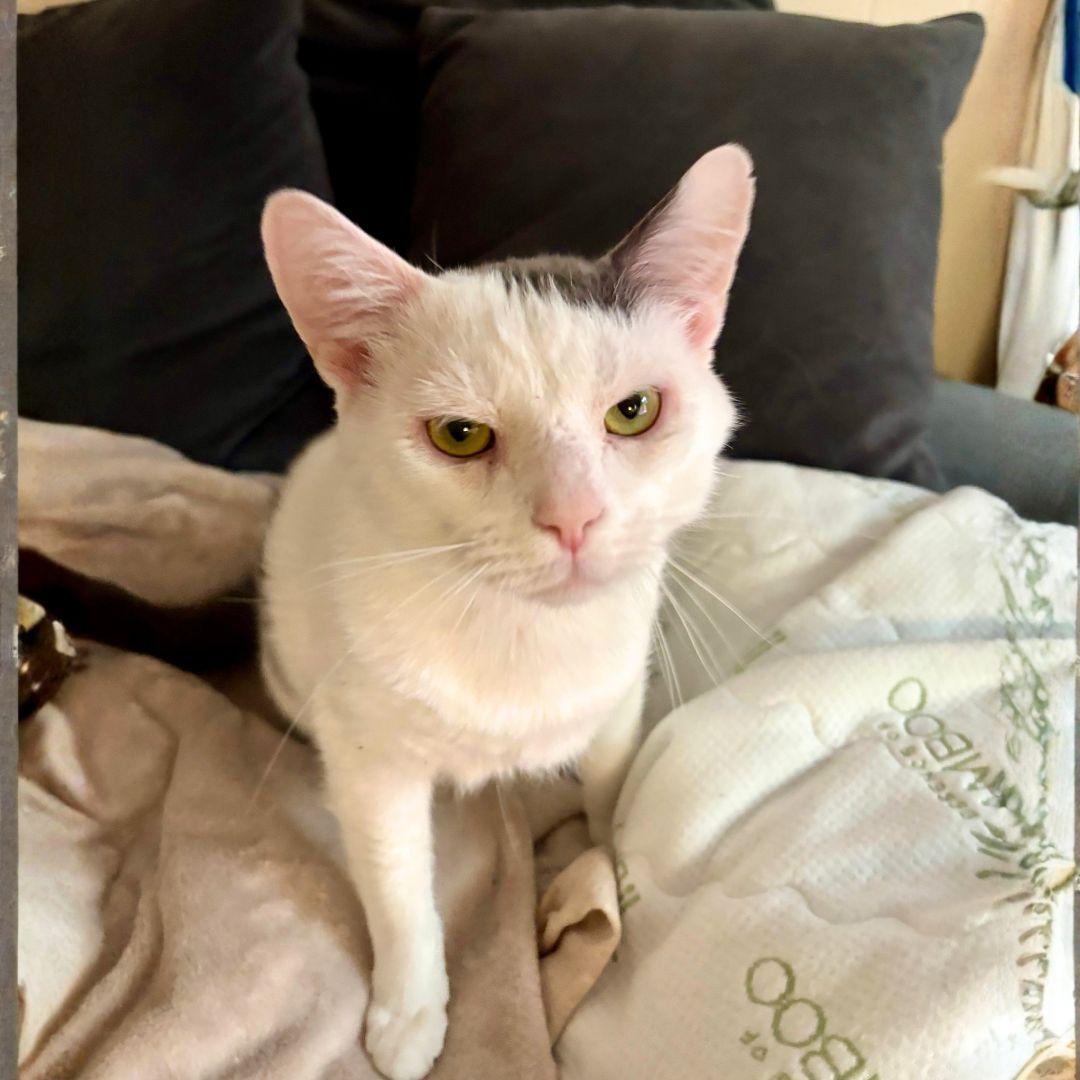 Enlarge Stuffing, a Adoptable Domestic Short Hair in Brooklyn, NY image 3/3
