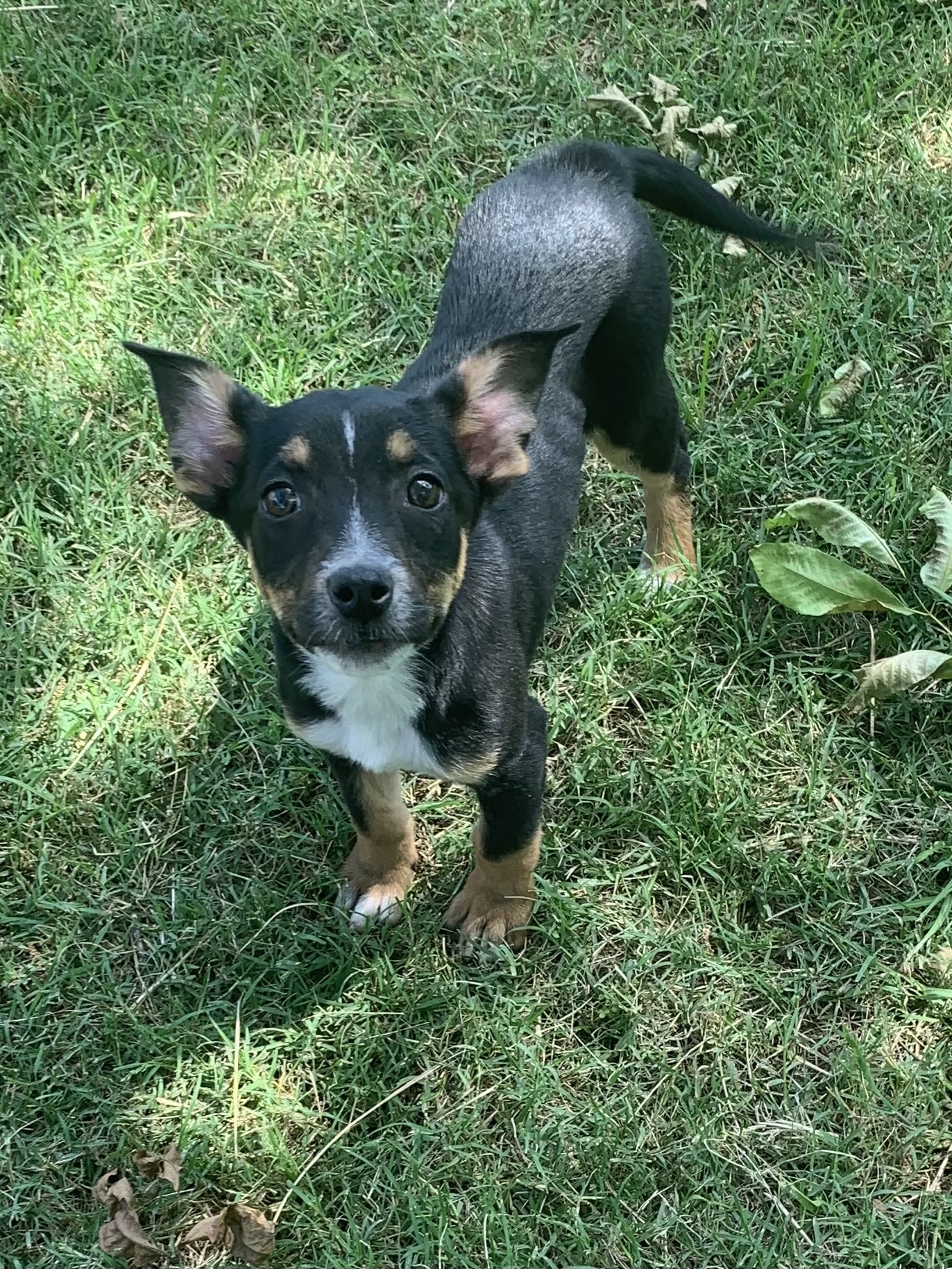 Tadpole, an adoptable Beagle, Labrador Retriever in Northport, AL, 35473 | Photo Image 1