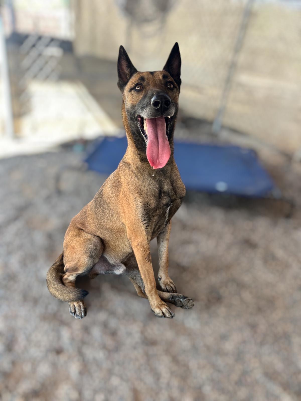 Enlarge Shep, a Adoptable mixed breed in San Jose, CA image 6/6