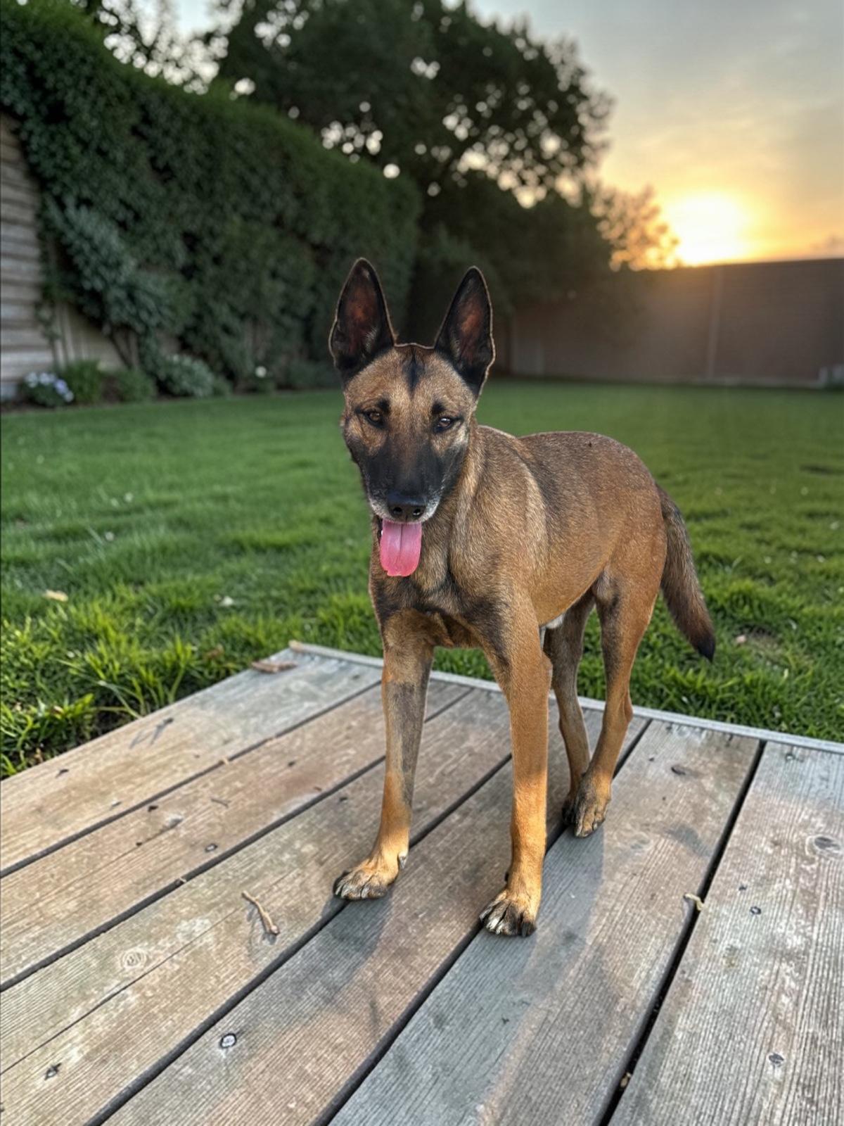 Enlarge Shep, a Adoptable mixed breed in San Jose, CA image 2/6