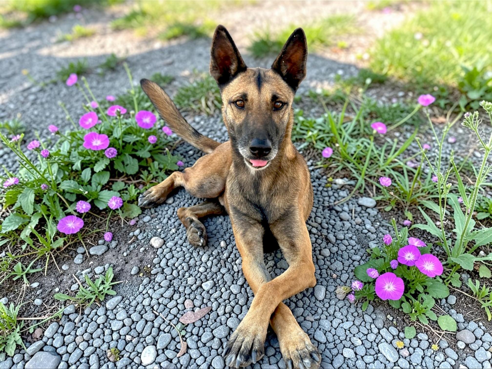 Enlarge Shep, a Adoptable mixed breed in San Jose, CA image 1/6