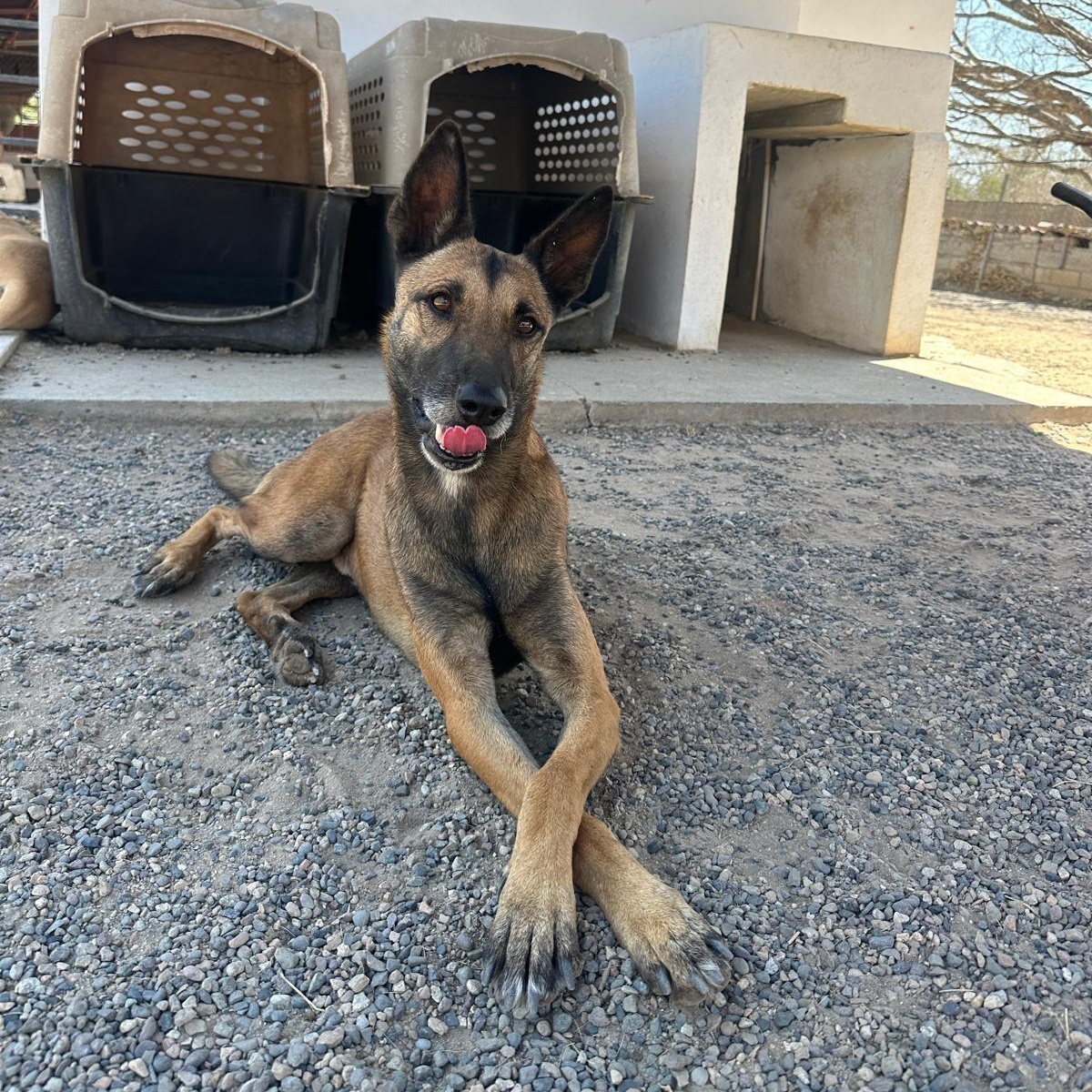 Enlarge Shep, a Adoptable mixed breed in San Jose, CA image 4/6