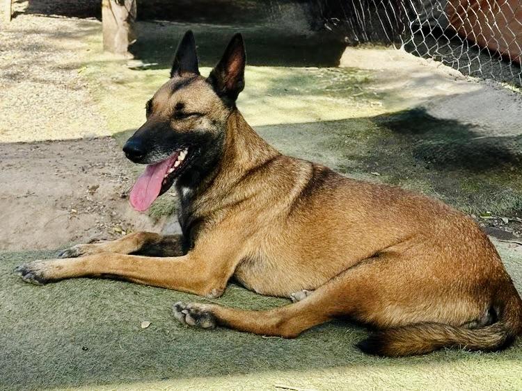 Enlarge Shep, a Adoptable mixed breed in San Jose, CA image 5/6