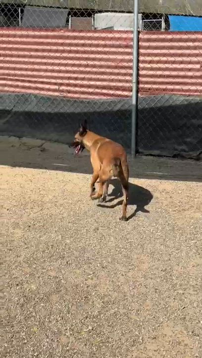 Enlarge Shep, a Adoptable mixed breed in San Jose, CA video 3/6