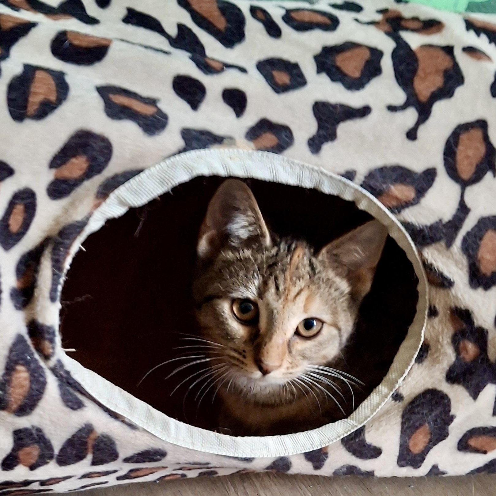 Enlarge Fruitcake, a ADOPTABLE Domestic Short Hair in Apex, NC image 1/6