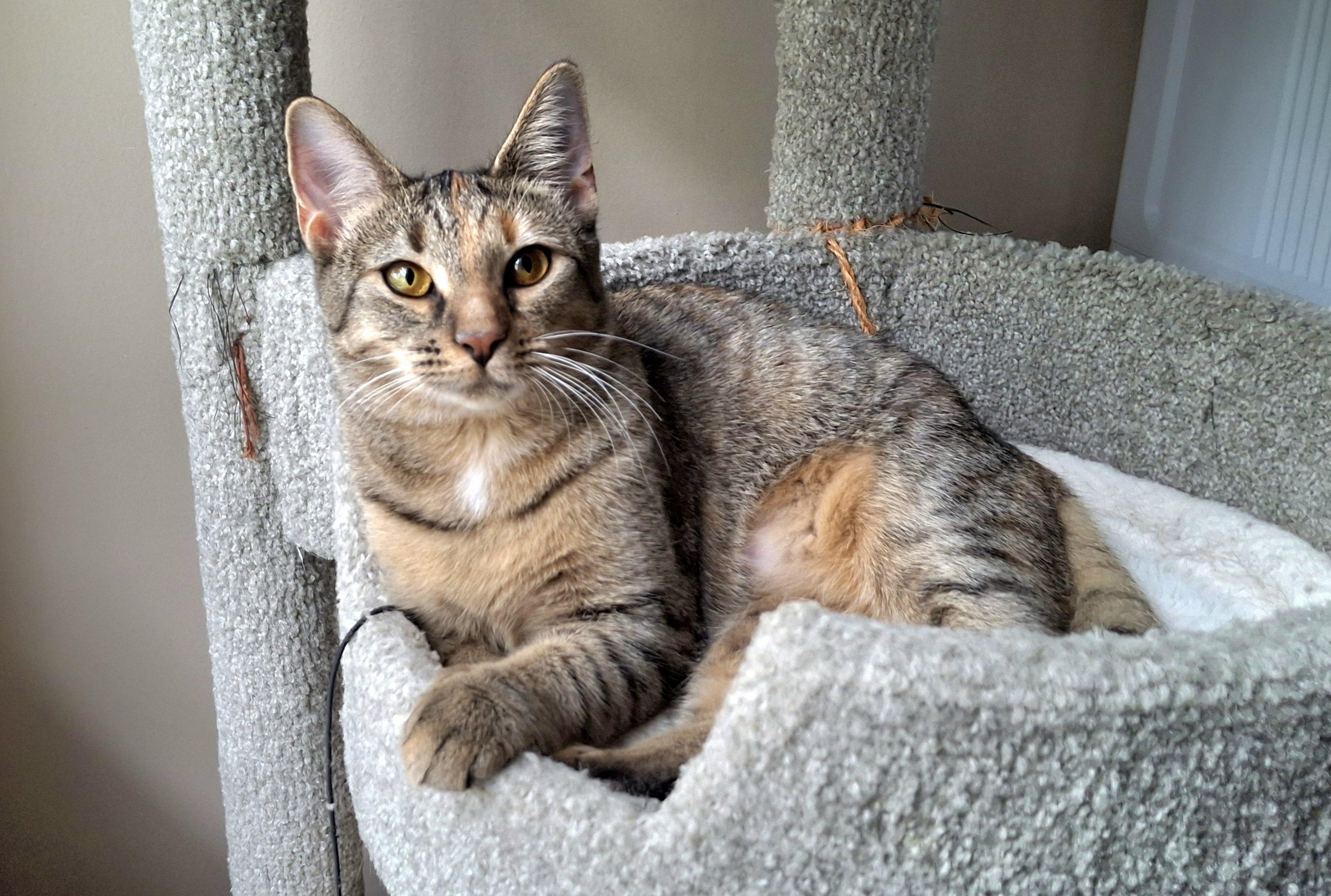 Enlarge Fruitcake, a ADOPTABLE Domestic Short Hair in Apex, NC image 3/6