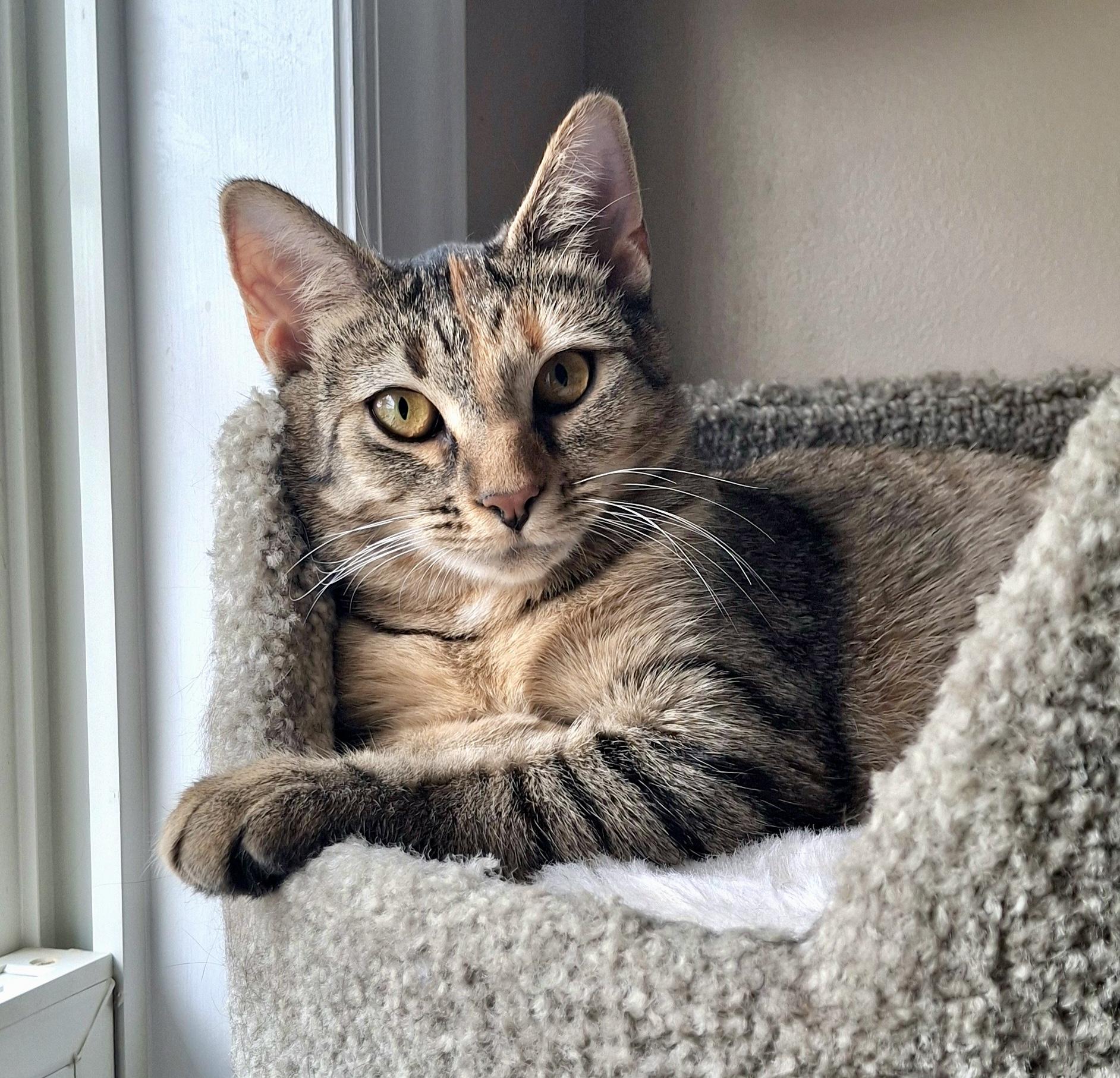 Enlarge Fruitcake, a ADOPTABLE Domestic Short Hair in Apex, NC image 1/6