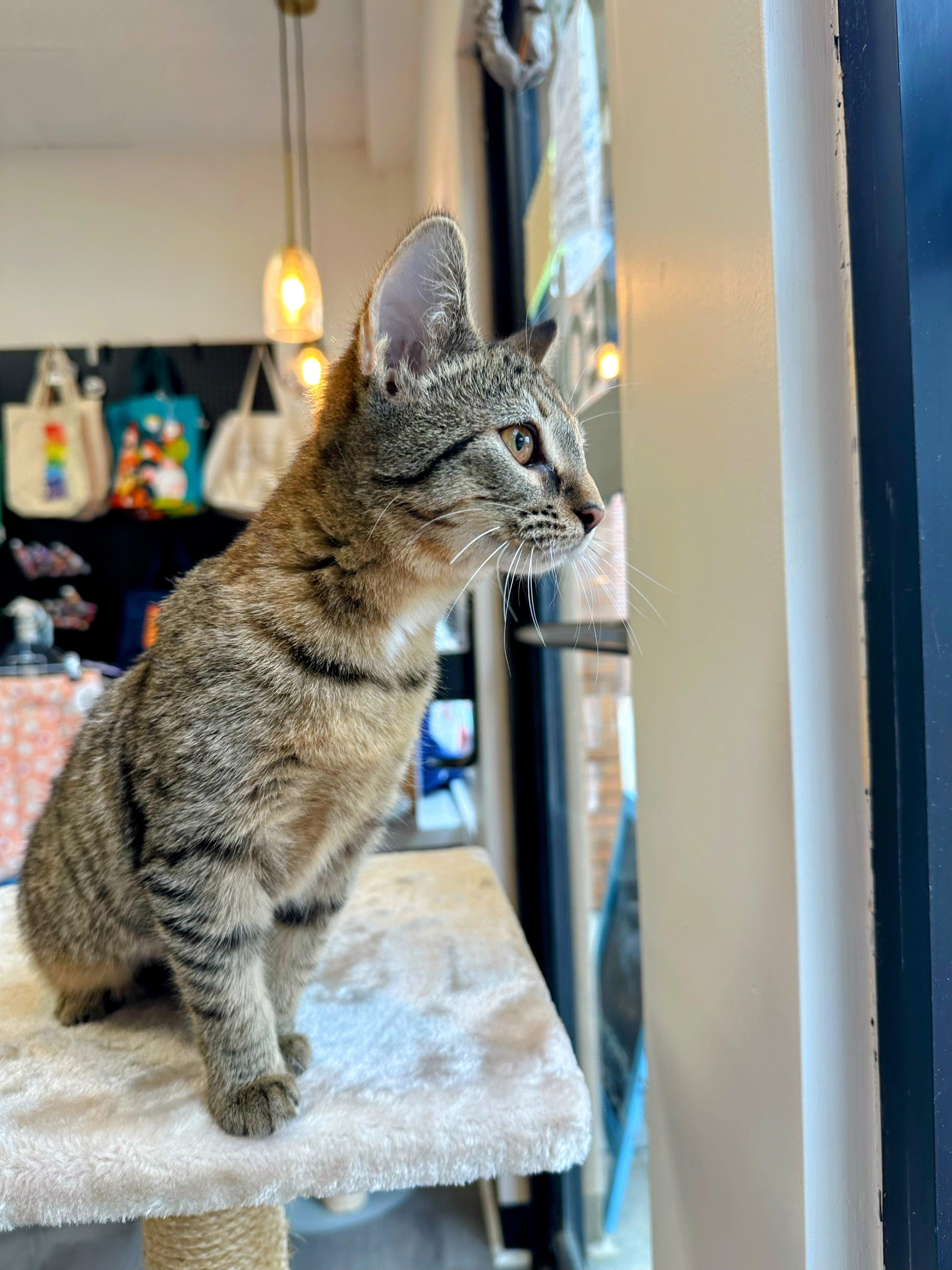 Enlarge Fruitcake, a ADOPTABLE Domestic Short Hair in Apex, NC image 2/6