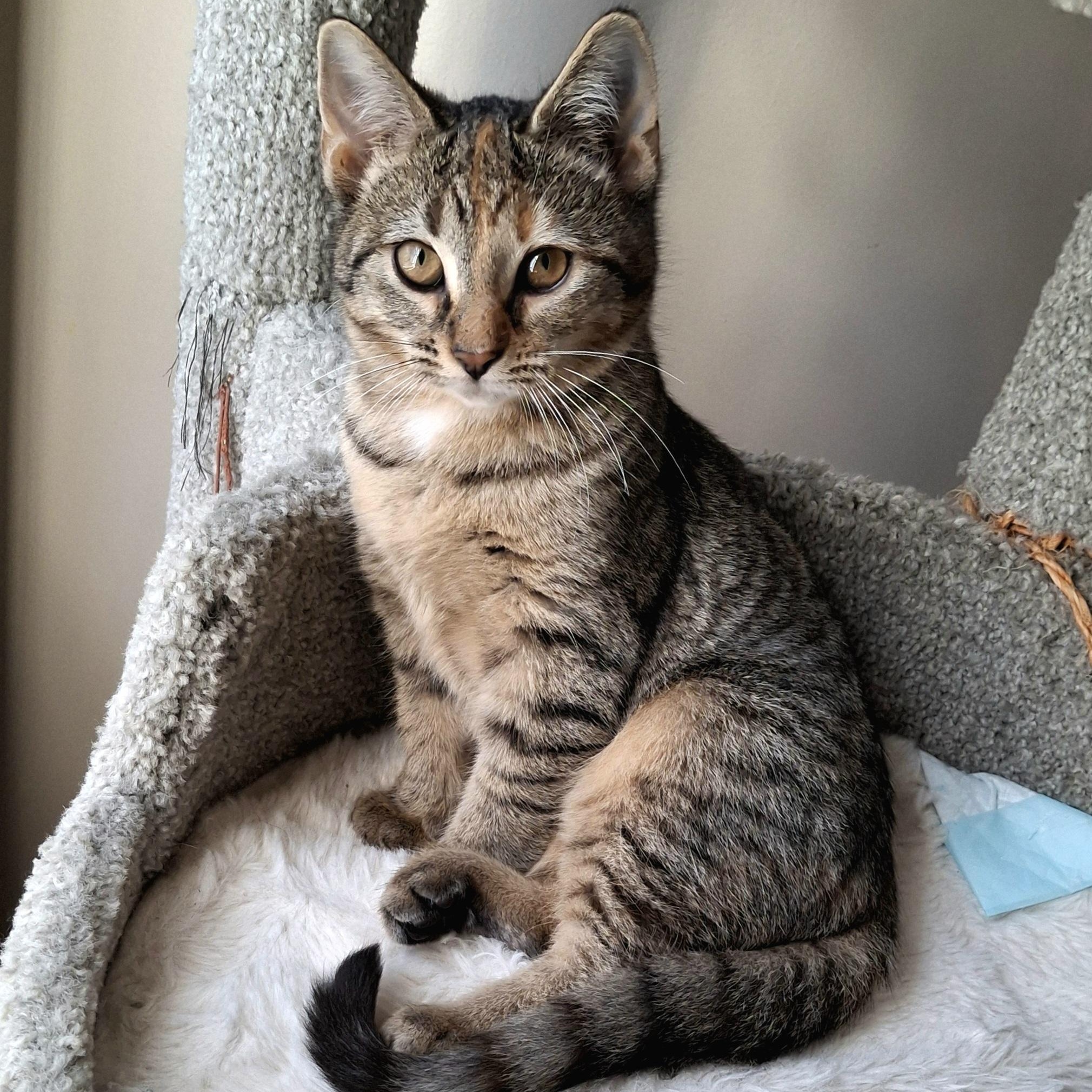 Enlarge Fruitcake, a ADOPTABLE Domestic Short Hair in Apex, NC image 3/6