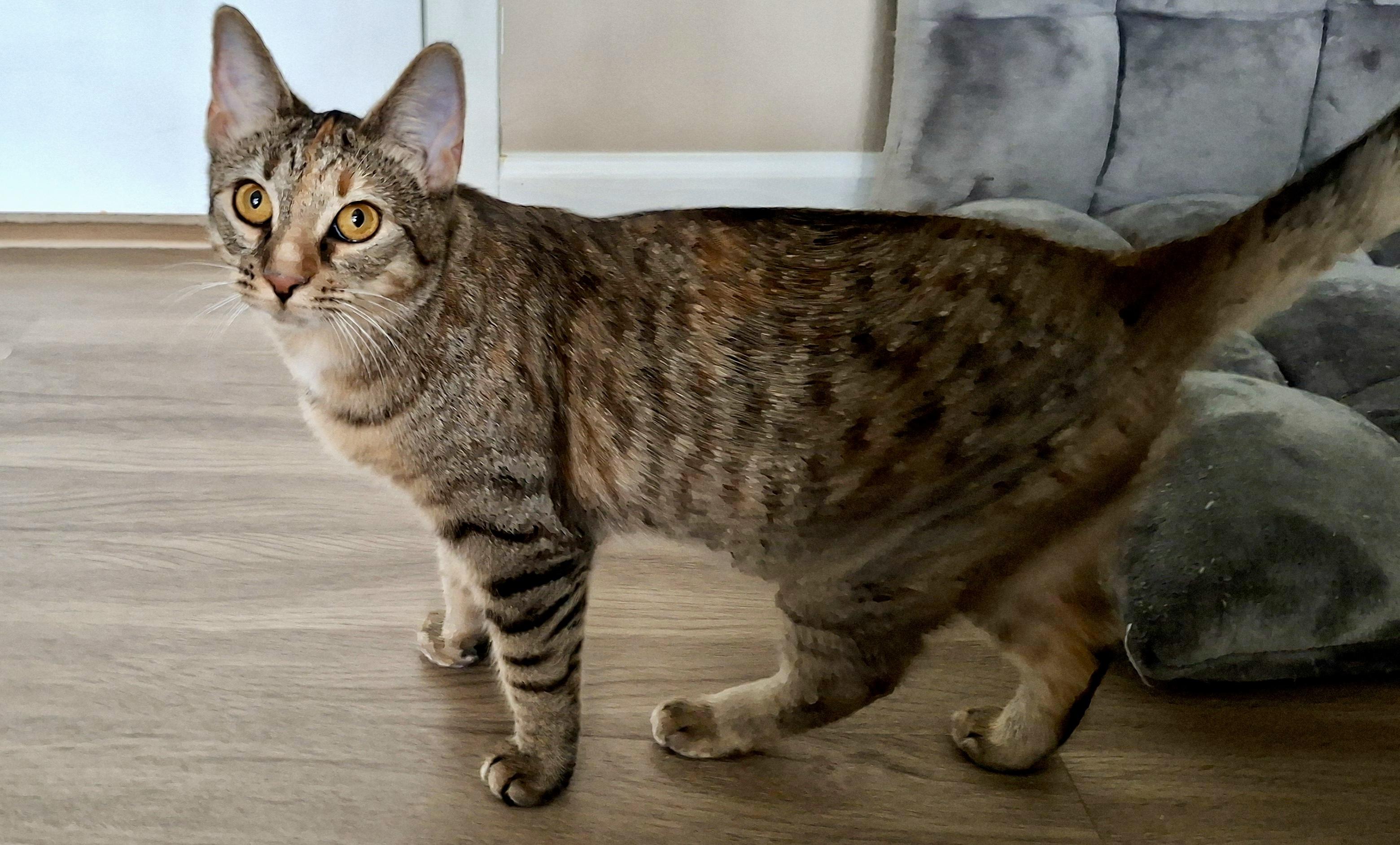 Enlarge Fruitcake, a ADOPTABLE Domestic Short Hair in Apex, NC image 5/6