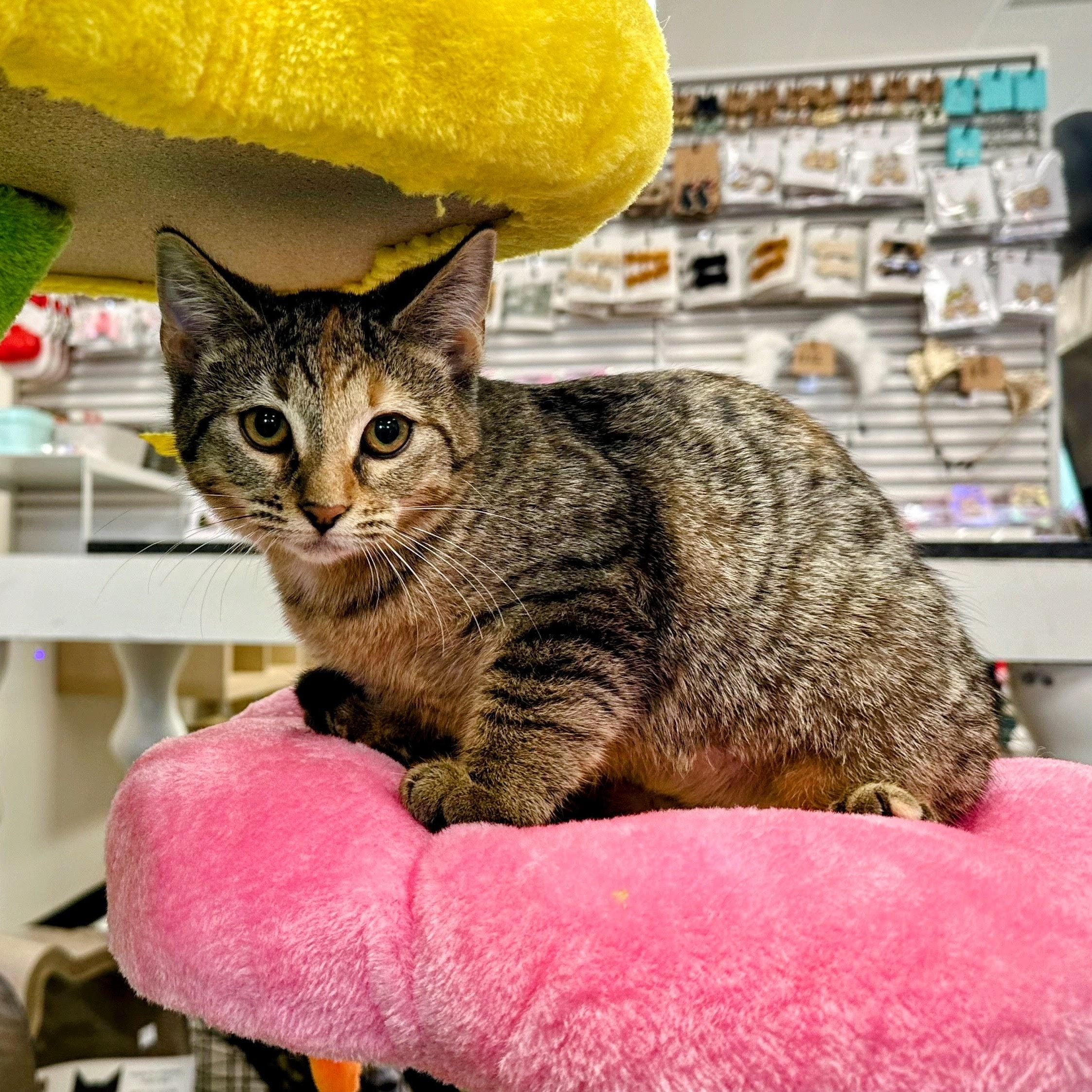 Enlarge Fruitcake, a ADOPTABLE Domestic Short Hair in Apex, NC image 4/6