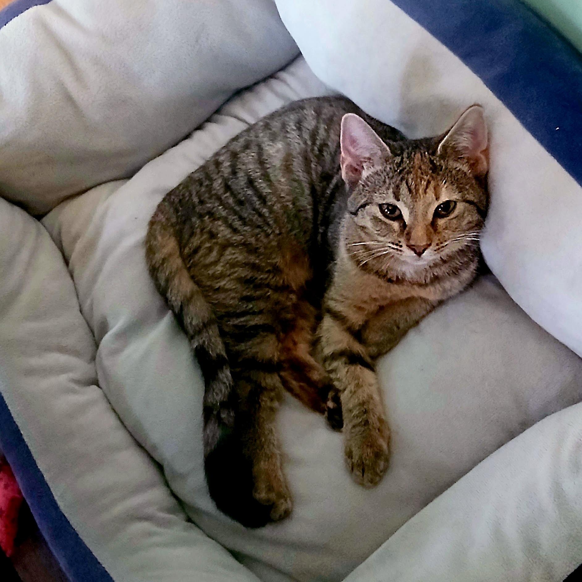 Enlarge Fruitcake, a ADOPTABLE Domestic Short Hair in Apex, NC image 5/6