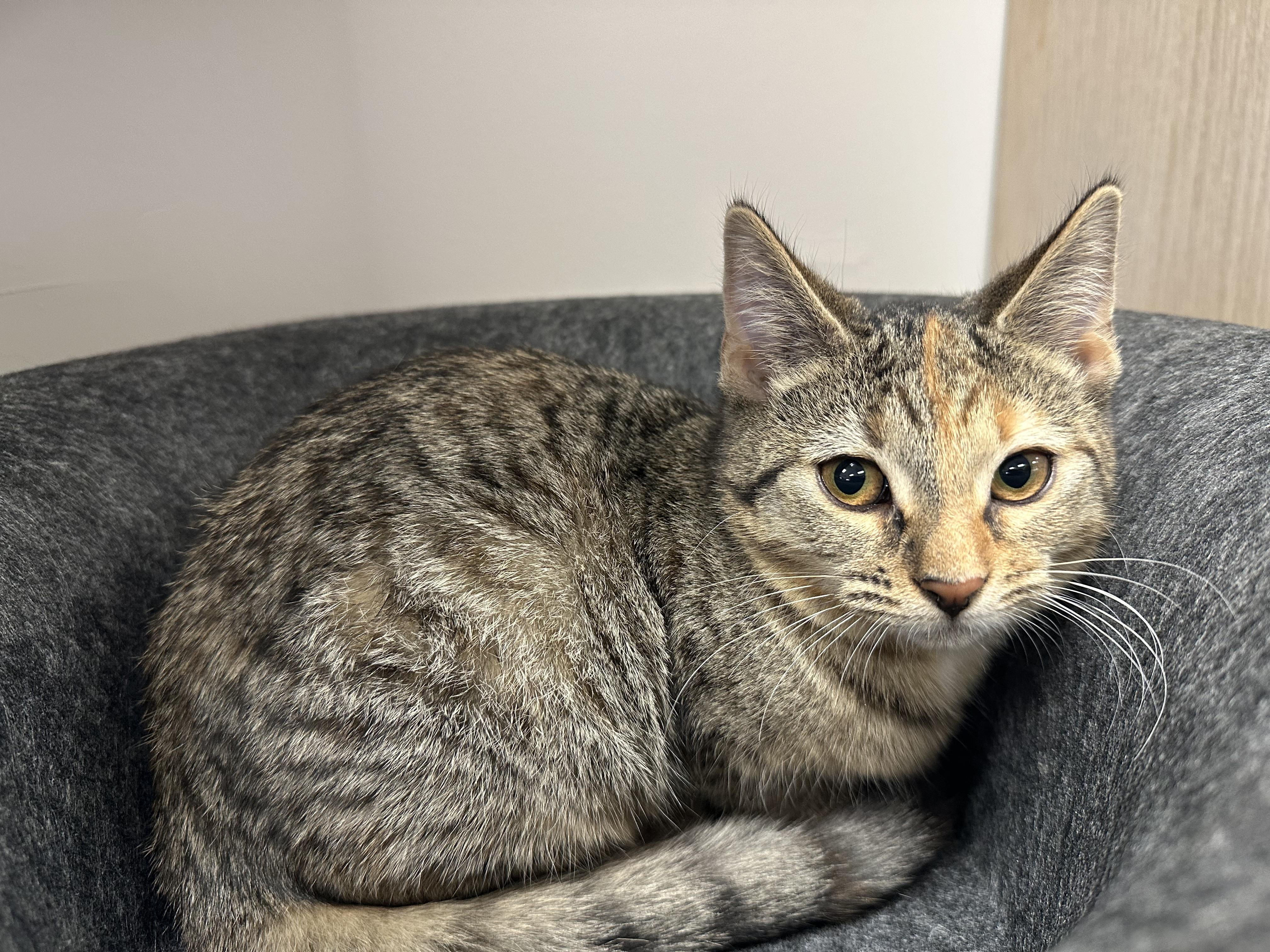 Enlarge Fruitcake, a ADOPTABLE Domestic Short Hair in Apex, NC image 6/6