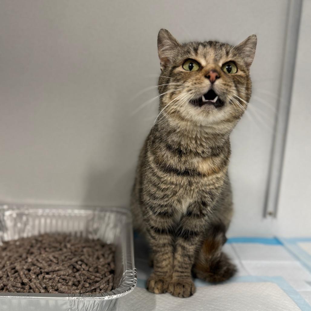 Ralphina ARC2026-007, Adoptable, Young Female Domestic Short Hair.