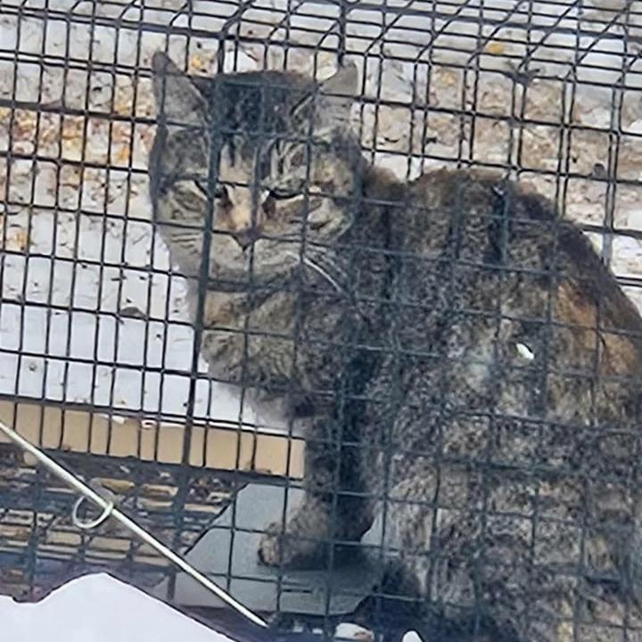 Enlarge Ralphina ARC2026-007, a Adoptable Domestic Short Hair in Akron, NY image 3/6